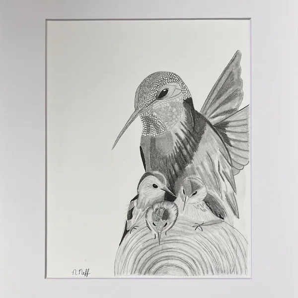 A detailed pencil drawing of a large hummingbird perched protectively over three small chicks in a nest, with intricate feather shading and soft graphite textures.