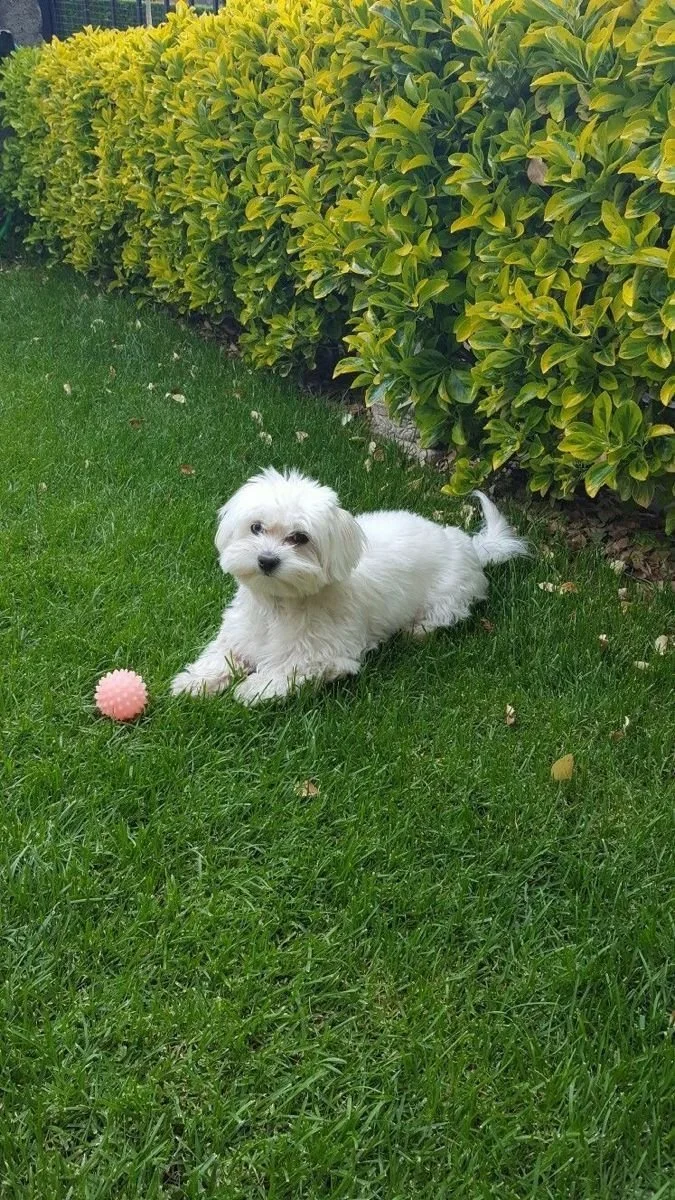 A small white dog lying on green grass near a pink spiked ball, with a background of lush yellow-green bushes.