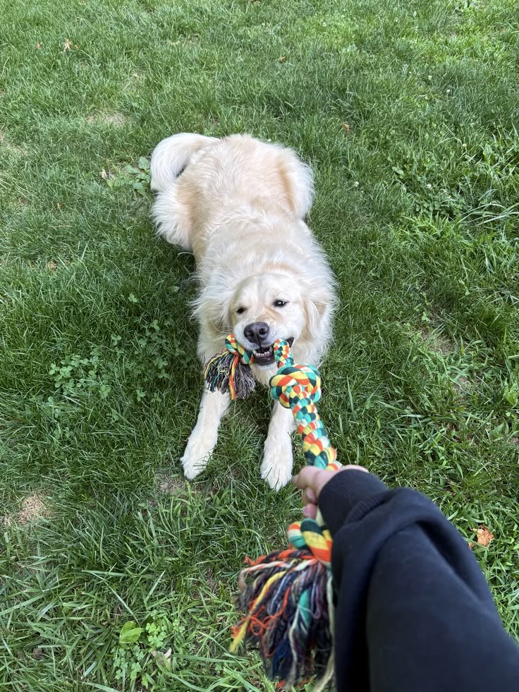 Golden retriever puppy playing tug-of-war with a colorful rope toy outdoors on green grass.