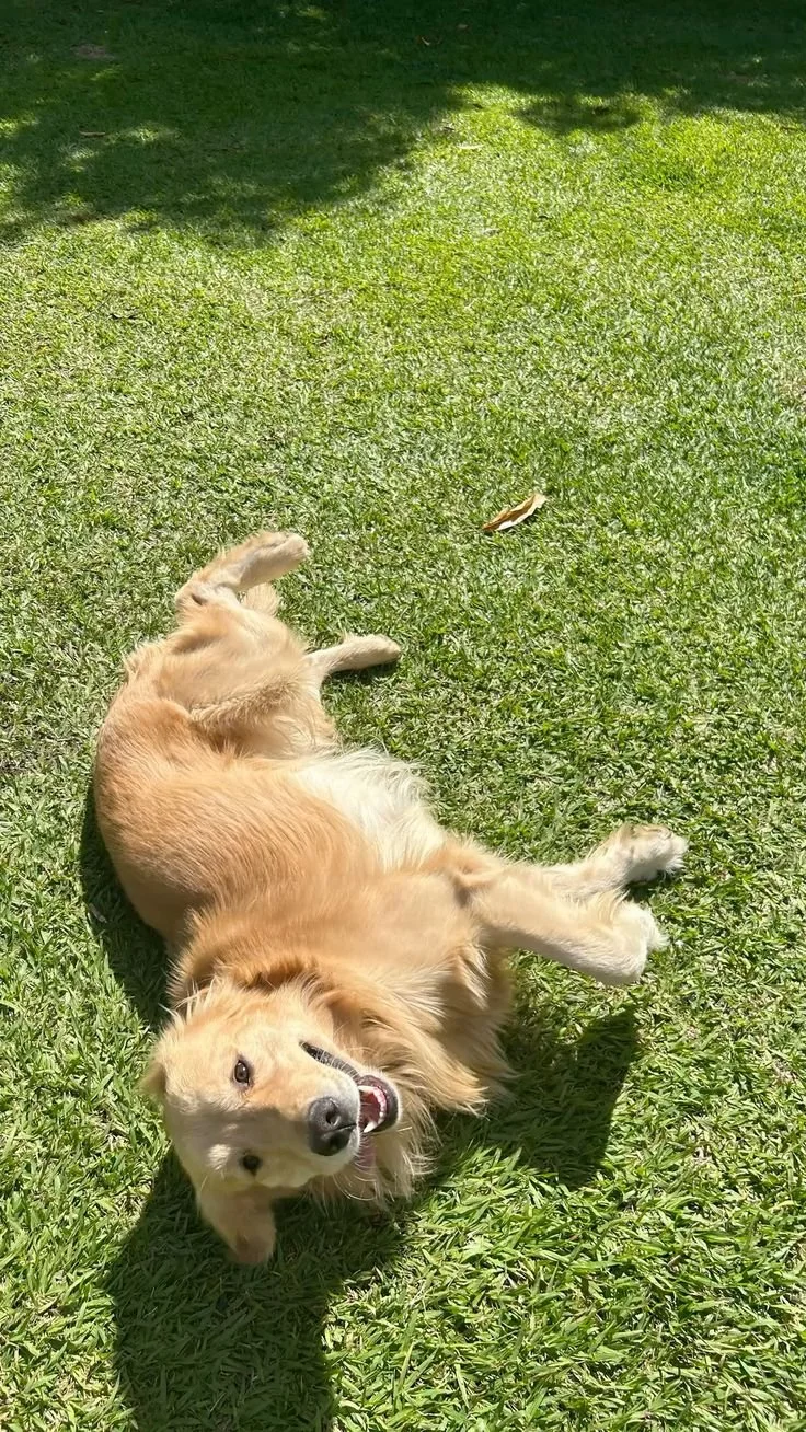 Golden retriever dog lying on its back on green grass in sunlight, looking at the camera and smiling.