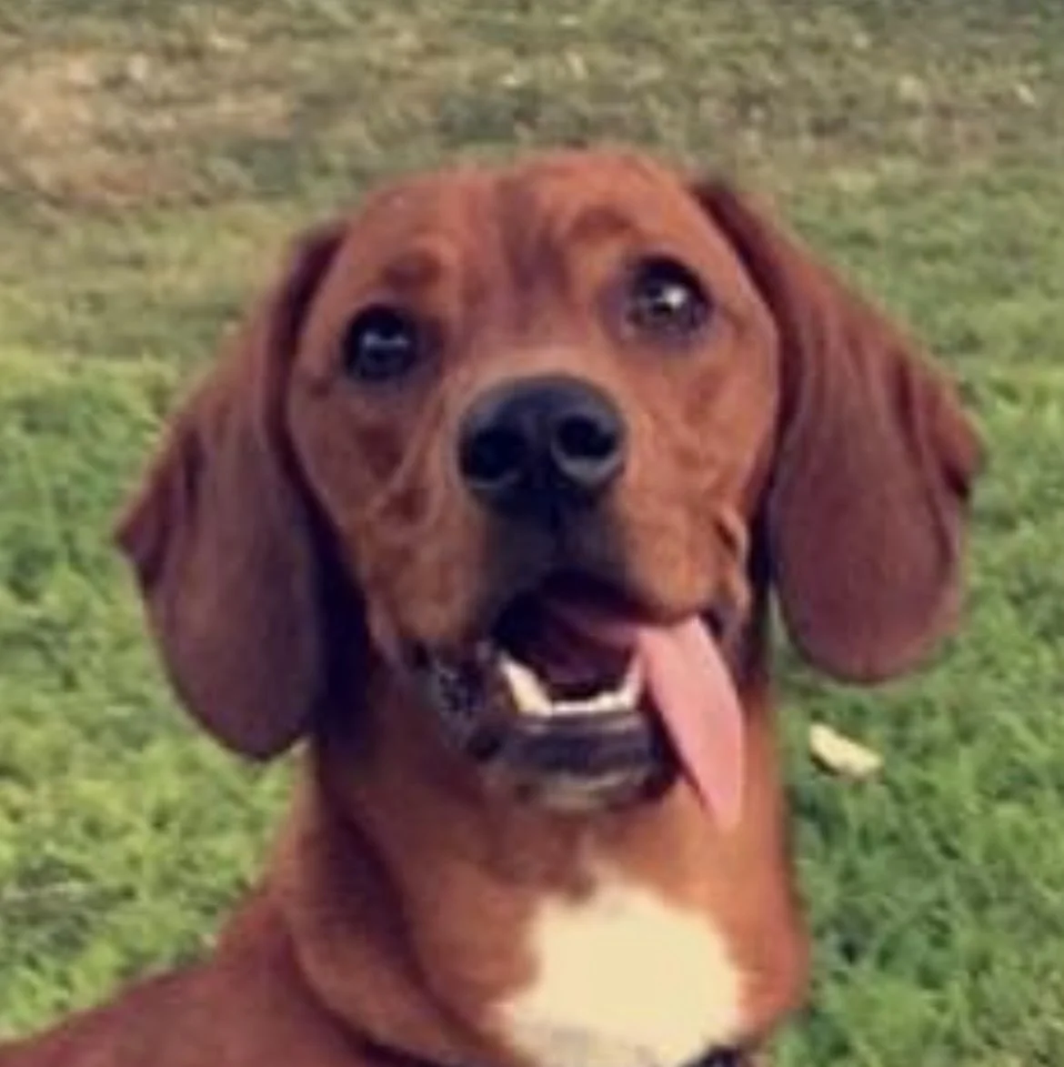 A smiling brown dog with floppy ears and its tongue out, sitting on grass.