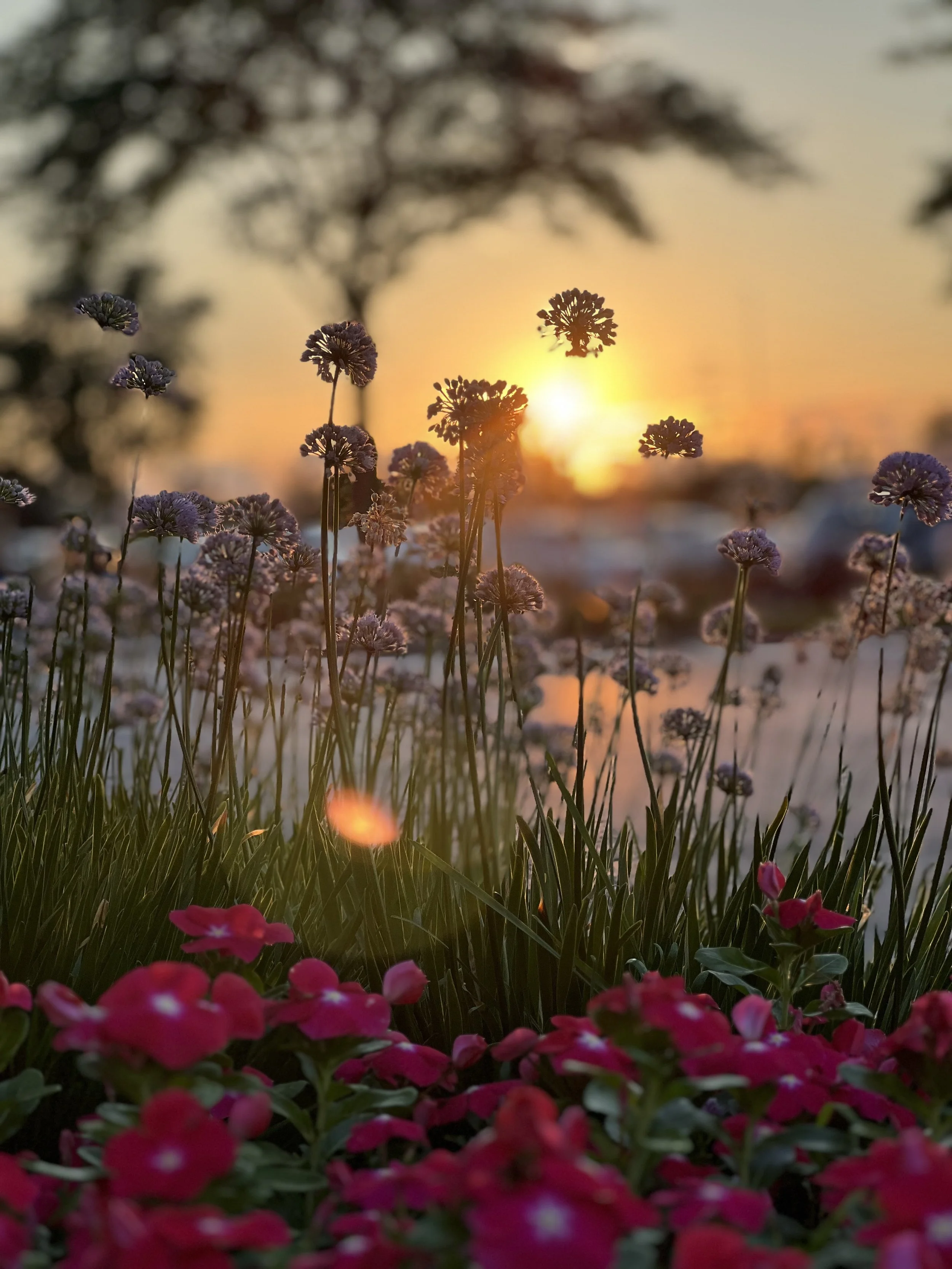 Flores rosas y moradas en primer plano con un fondo de árbol y un atardecer cálido en el cielo.
