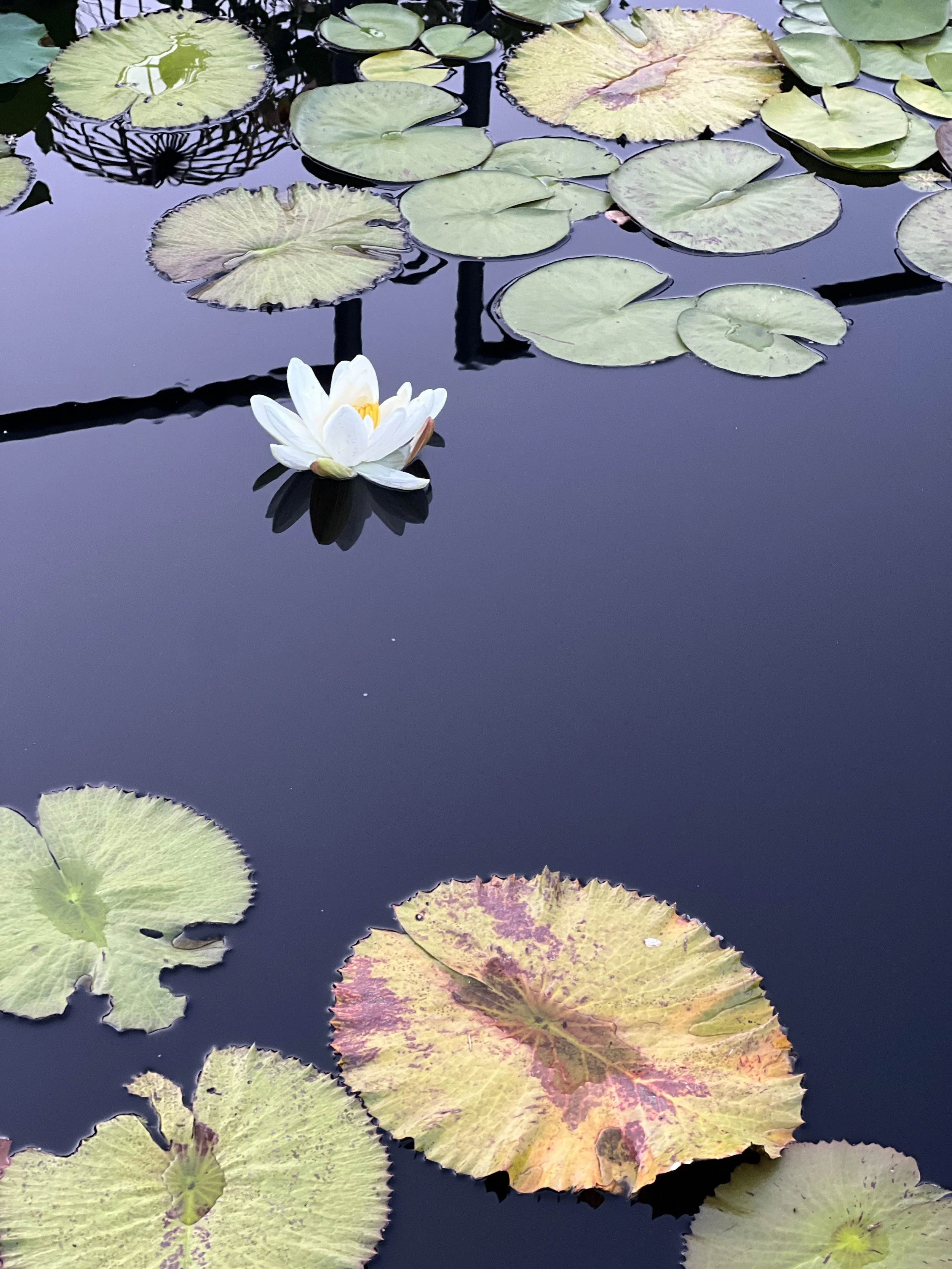 Flor de loto blanca flotando en agua rodeada de hojas de loto de diferentes colores y tamaños.