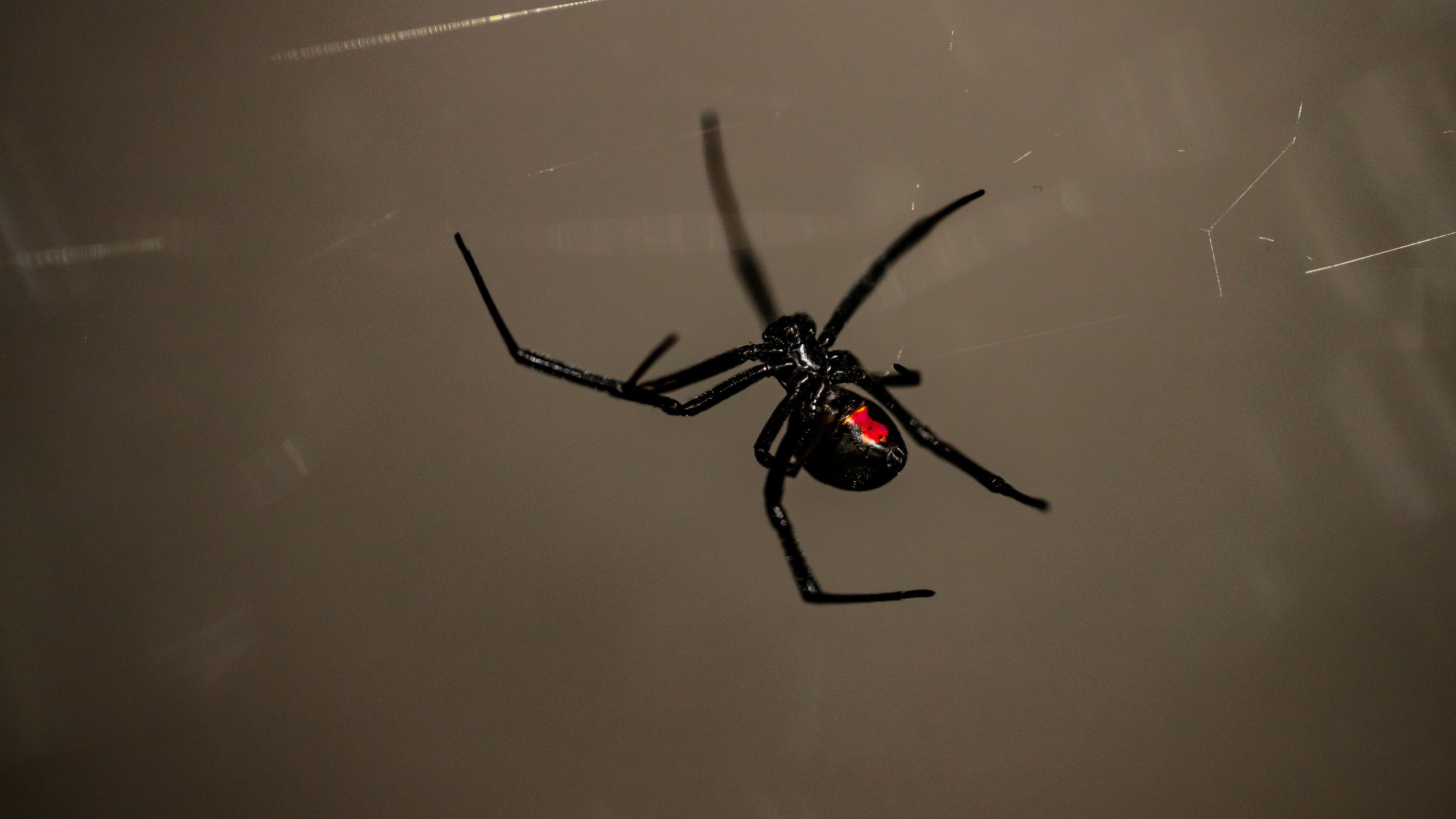 BlackWidow2.jpg
