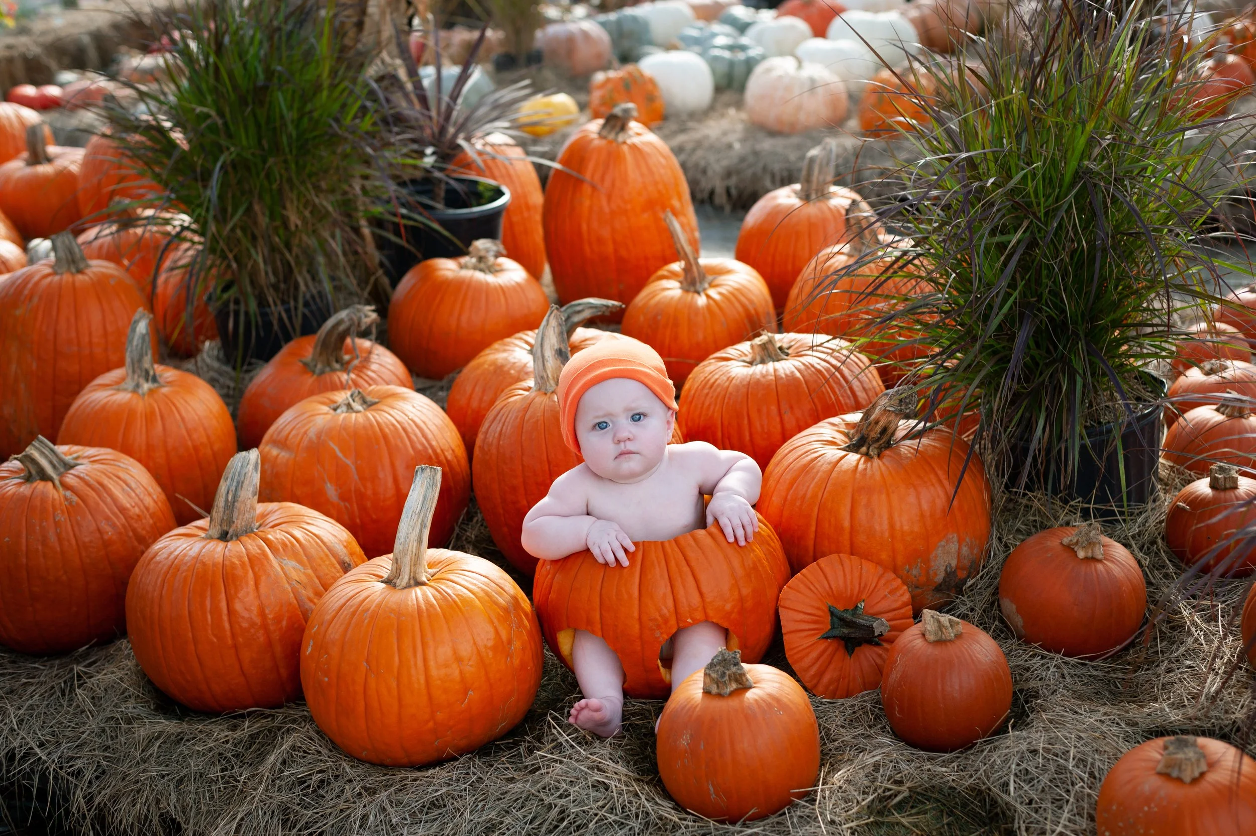 A baby with no shirt and a pumpkin hat sitting among dozens of pumpkins and purple and green ornamental grasses at a pumpkin patch.