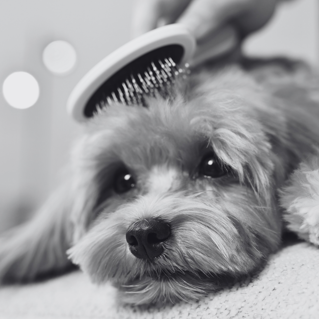 A dog with a brush on its head, lying on the floor