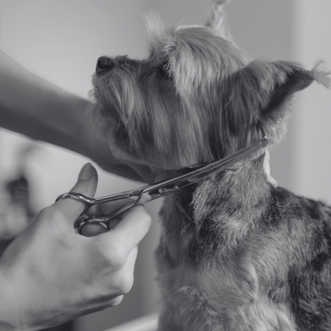 A person grooming a dog with scissors. The dog has a thick, wiry coat and is being groomed with focus and care.