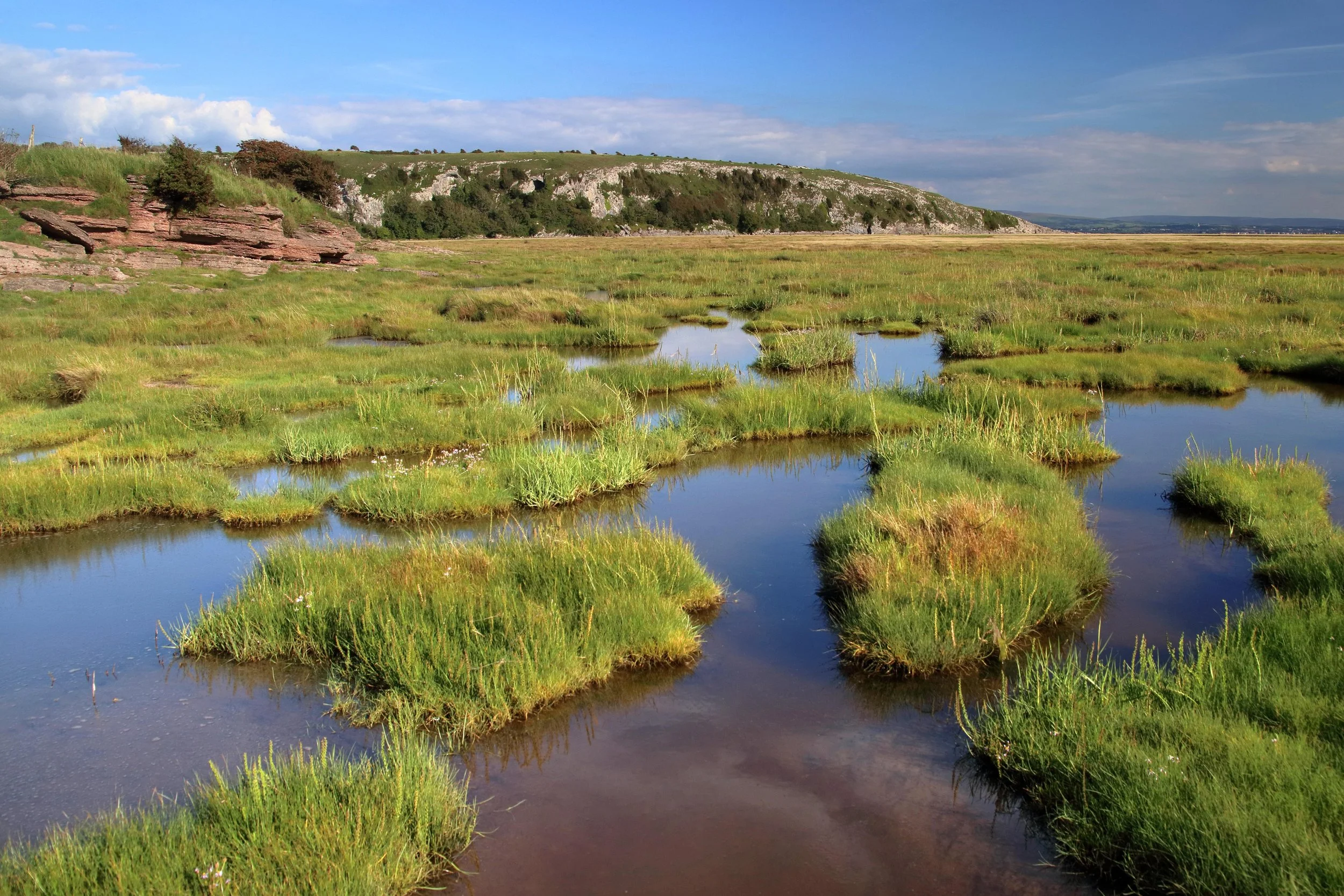 emphyrio-salt-marsh-5549537.jpg