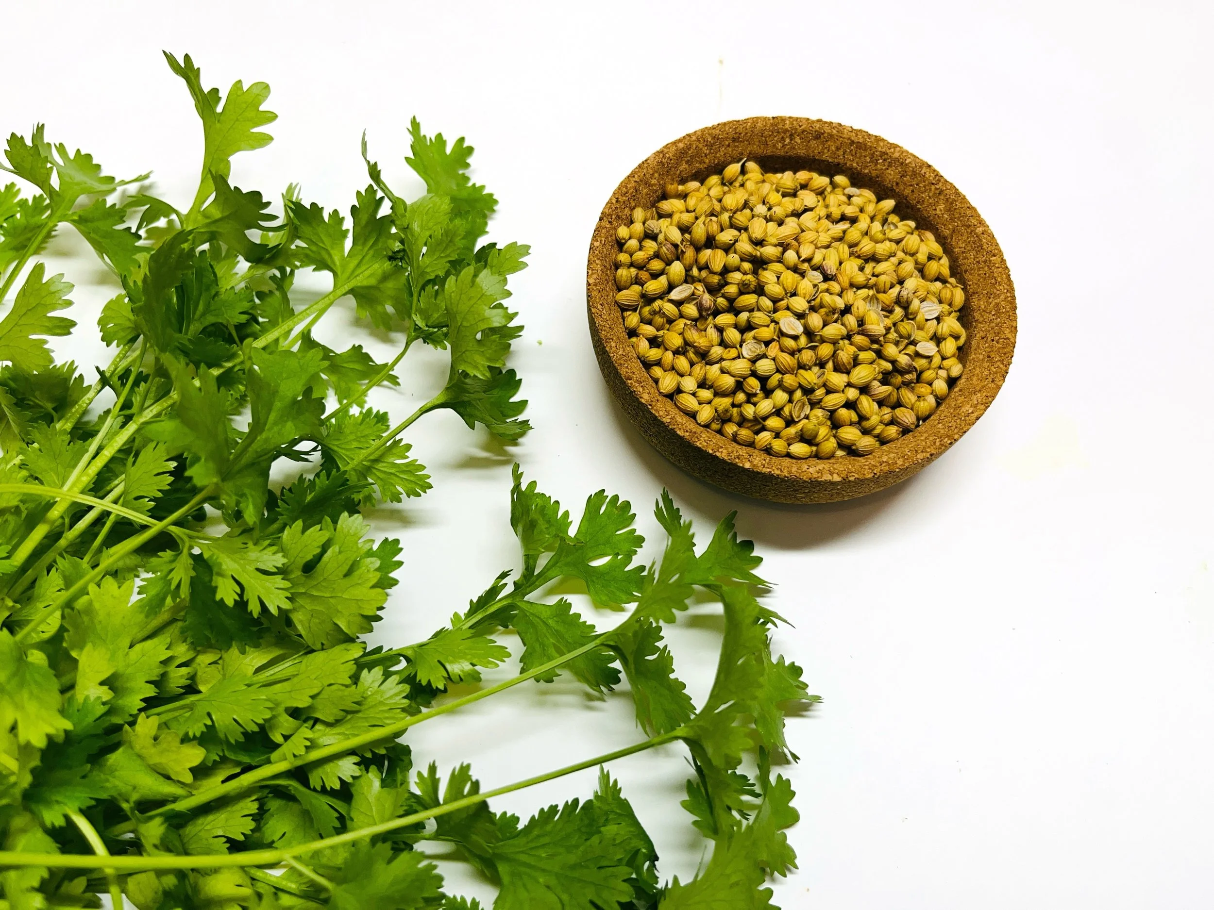 vecteezy_coriander-seeds-in-a-bowl-and-green-fresh-cilantro-the_48477352.JPG