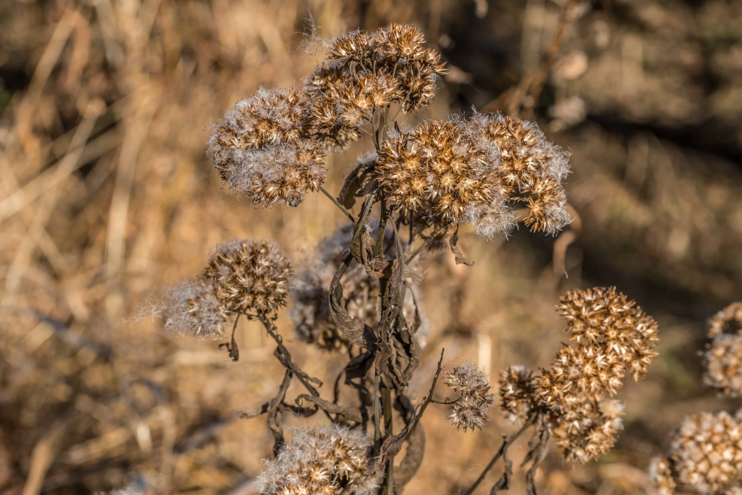 vecteezy_dead-flowering-plant-in-winter_45891810.jpg