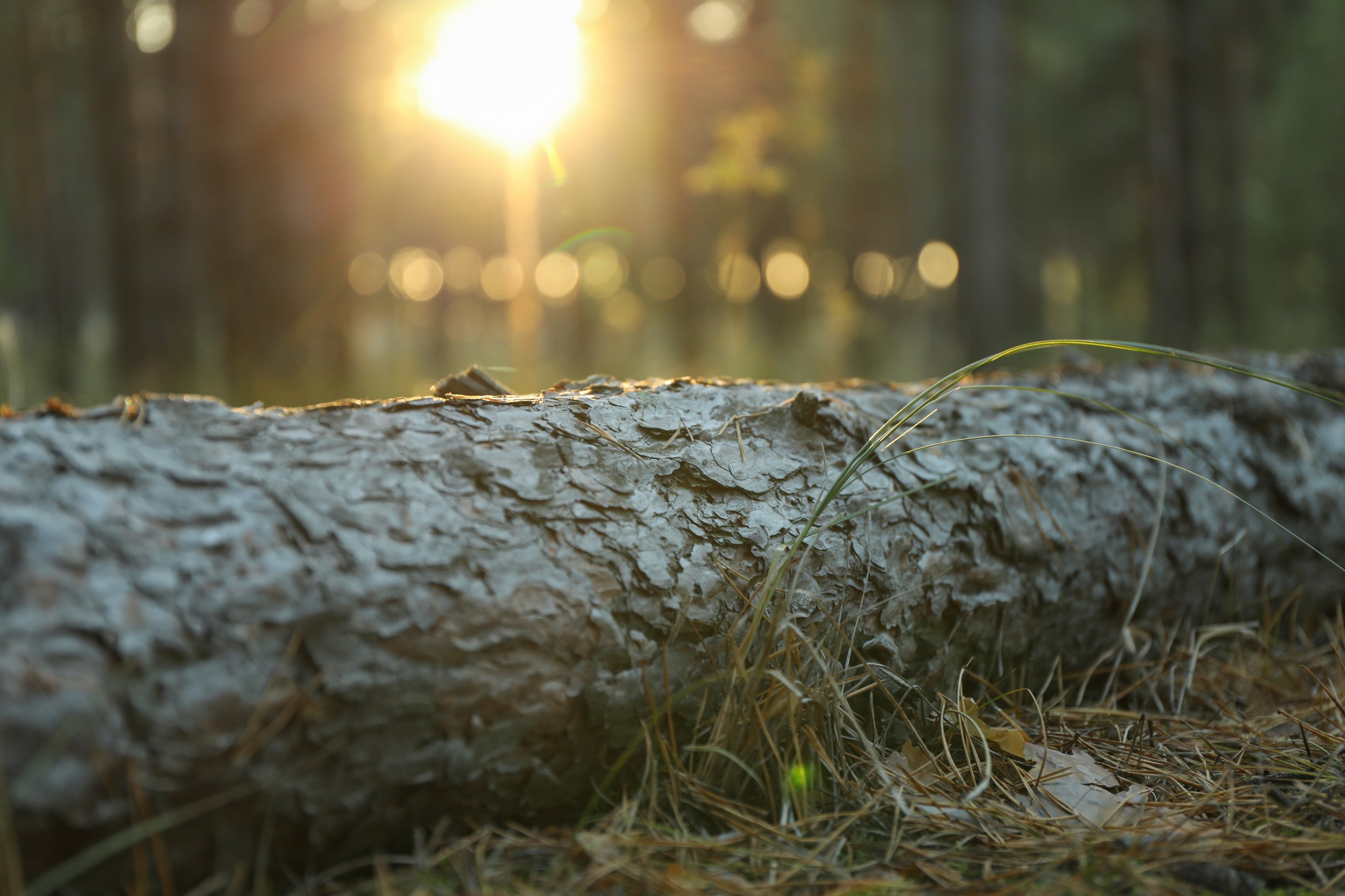 vecteezy_a-log-laying-on-the-ground-in-the-woods_74431178.jpg