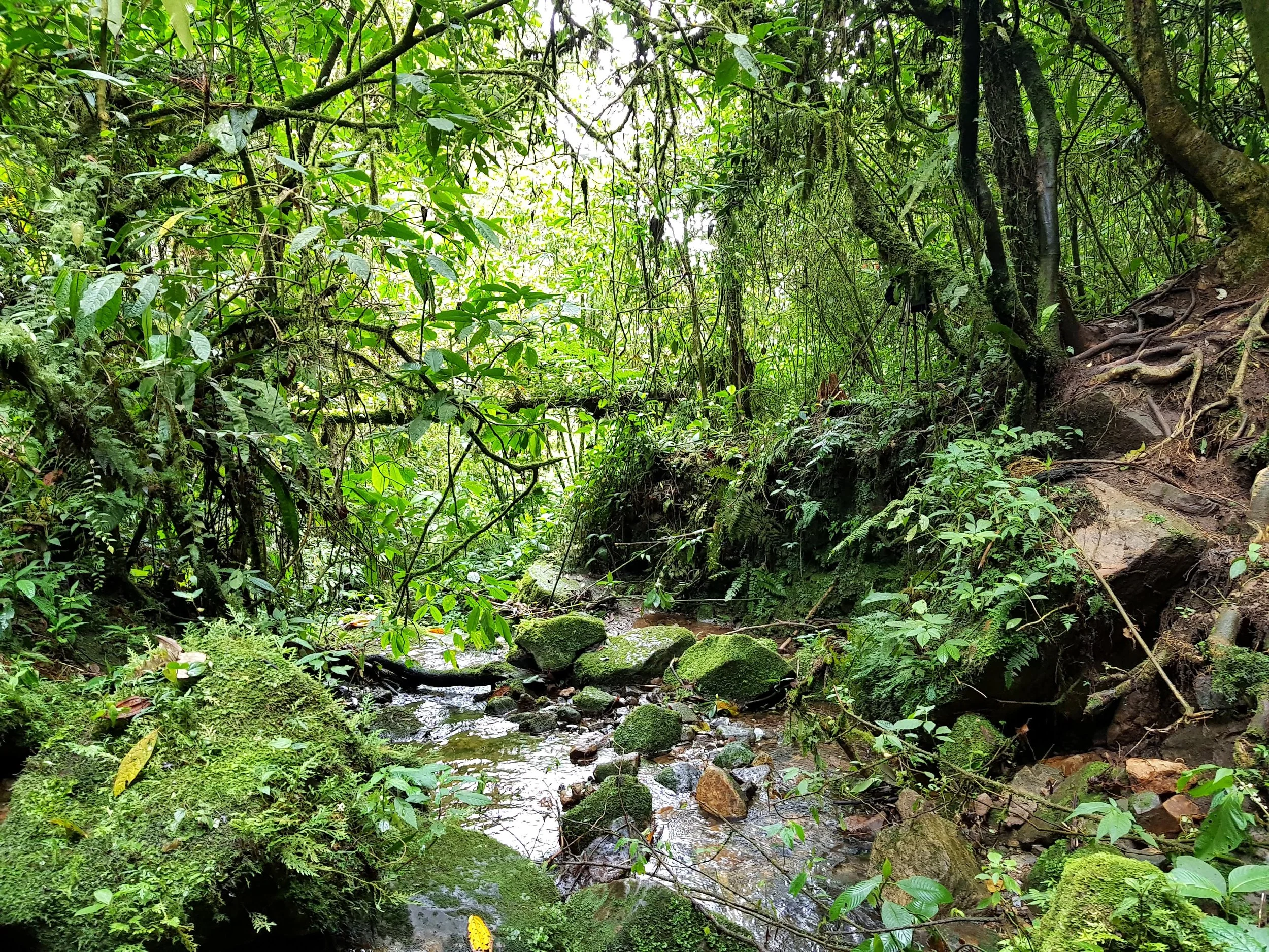 vecteezy_a-stream-runs-through-the-jungle-in-the-rainforest_78298718.jpg