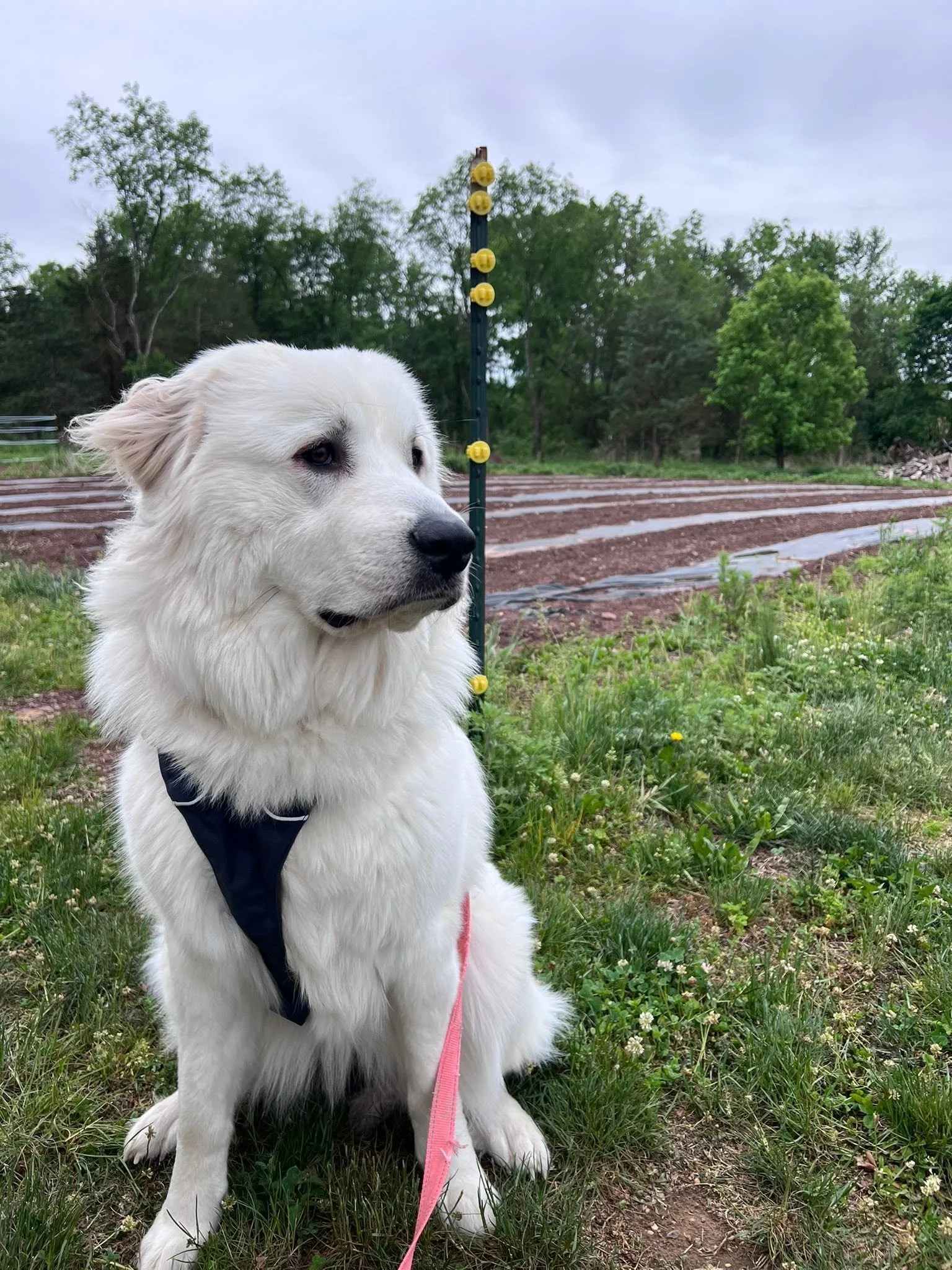 A white dog with a black harness sitting on grass outdoors, with a measuring stick or pole next to it, and trees in the background under a cloudy sky.