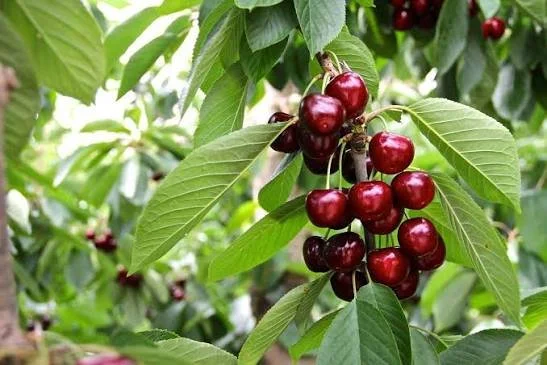 Cluster of ripe red cherries hanging from a tree surrounded by green leaves.