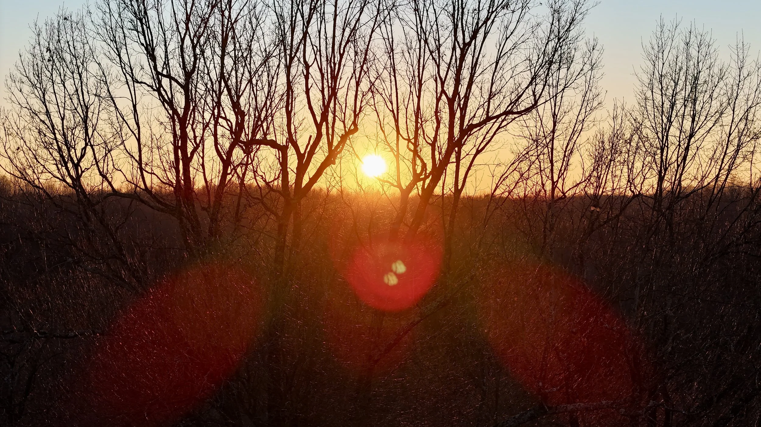A sunset scene with a partially visible sun behind a group of leafless trees and some bushes in the foreground