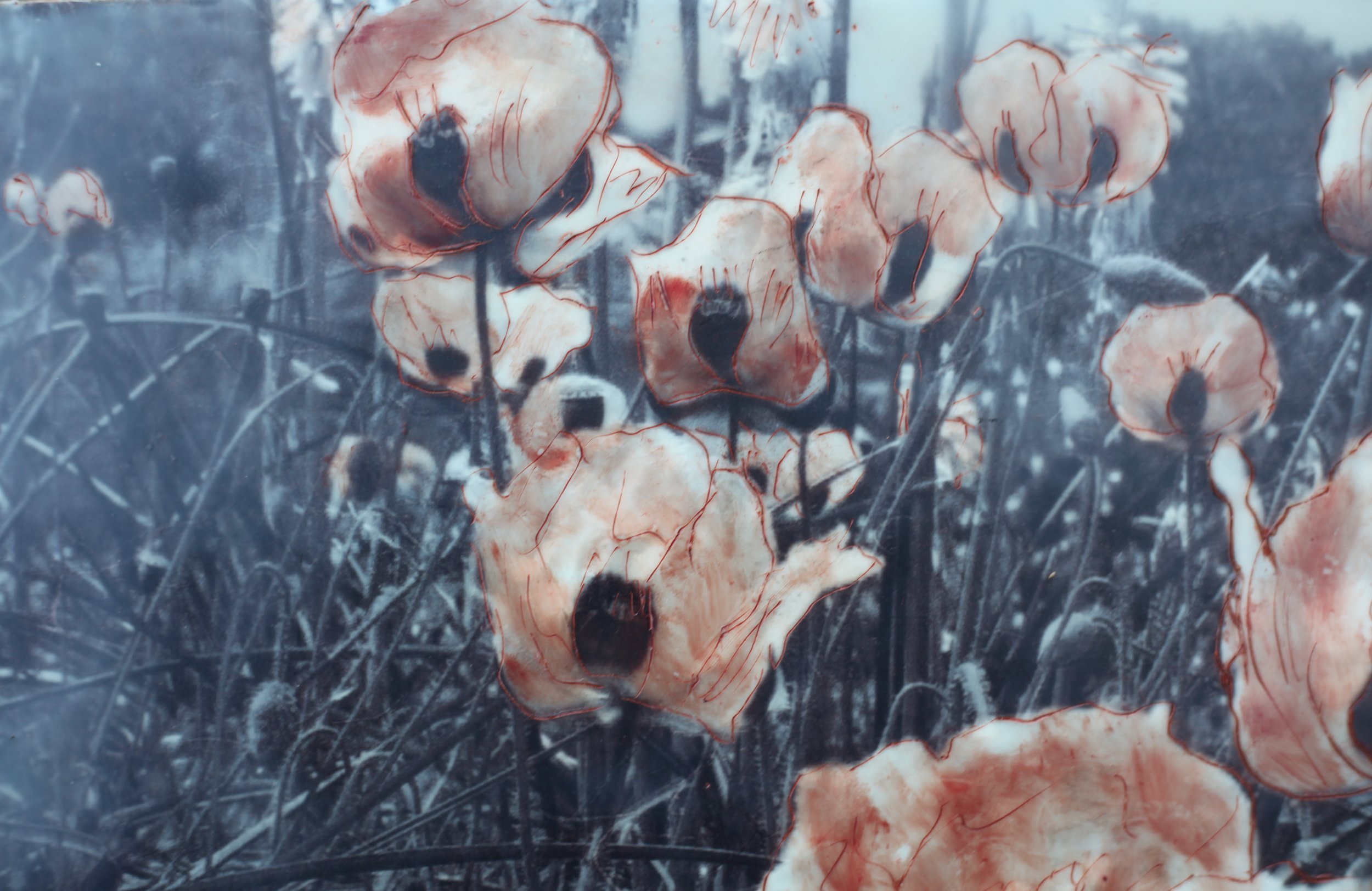 Poppies 1 12x12 2 (700).jpg