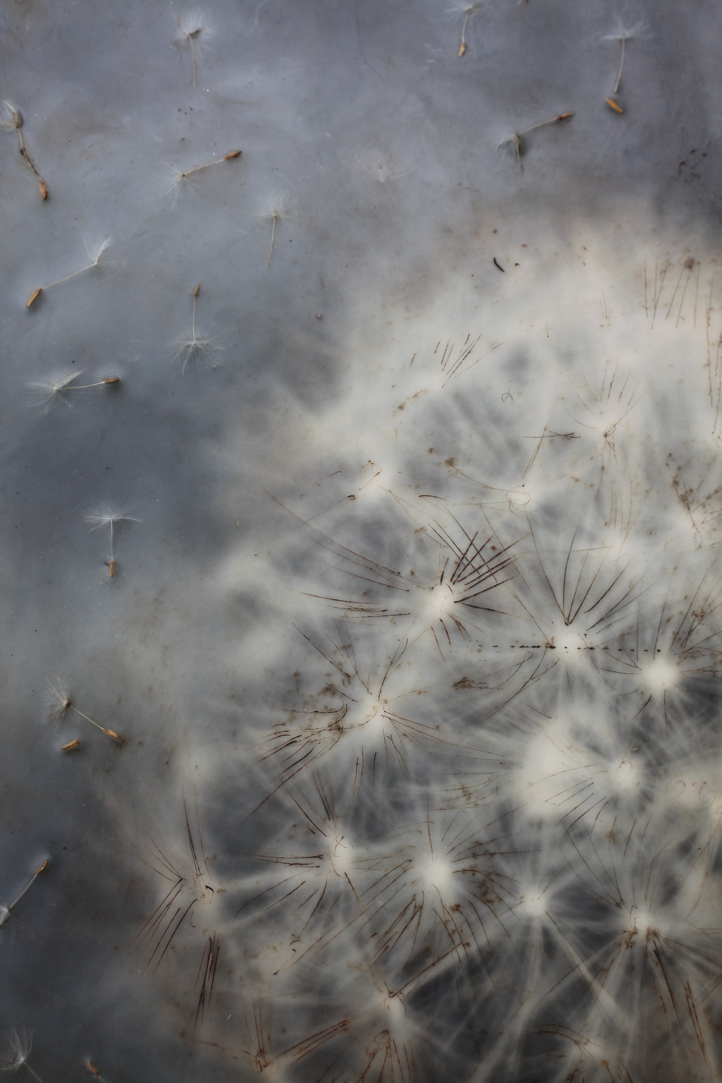 Pappus Parachutes 11x14 2 (1000).jpg