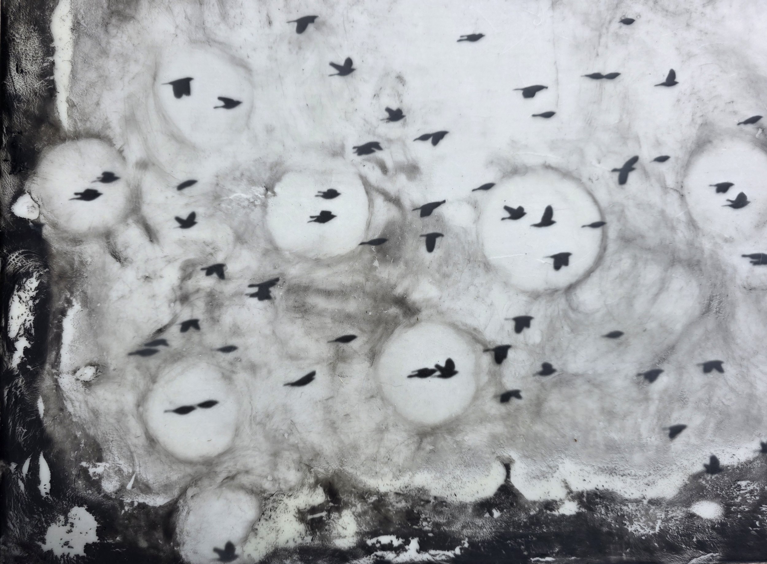 Murmerations 24x18 3 (1200).jpg