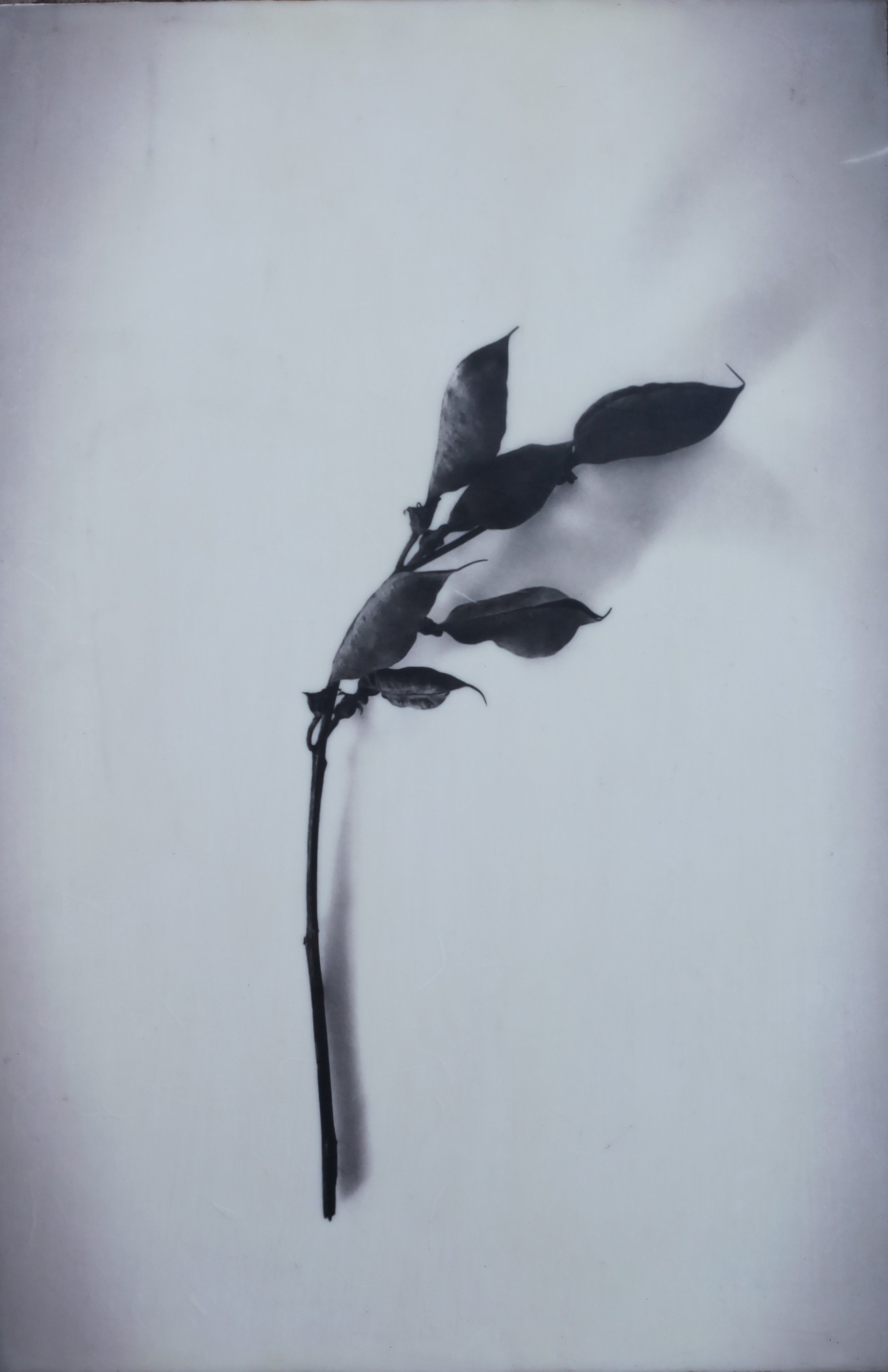 False Indigo