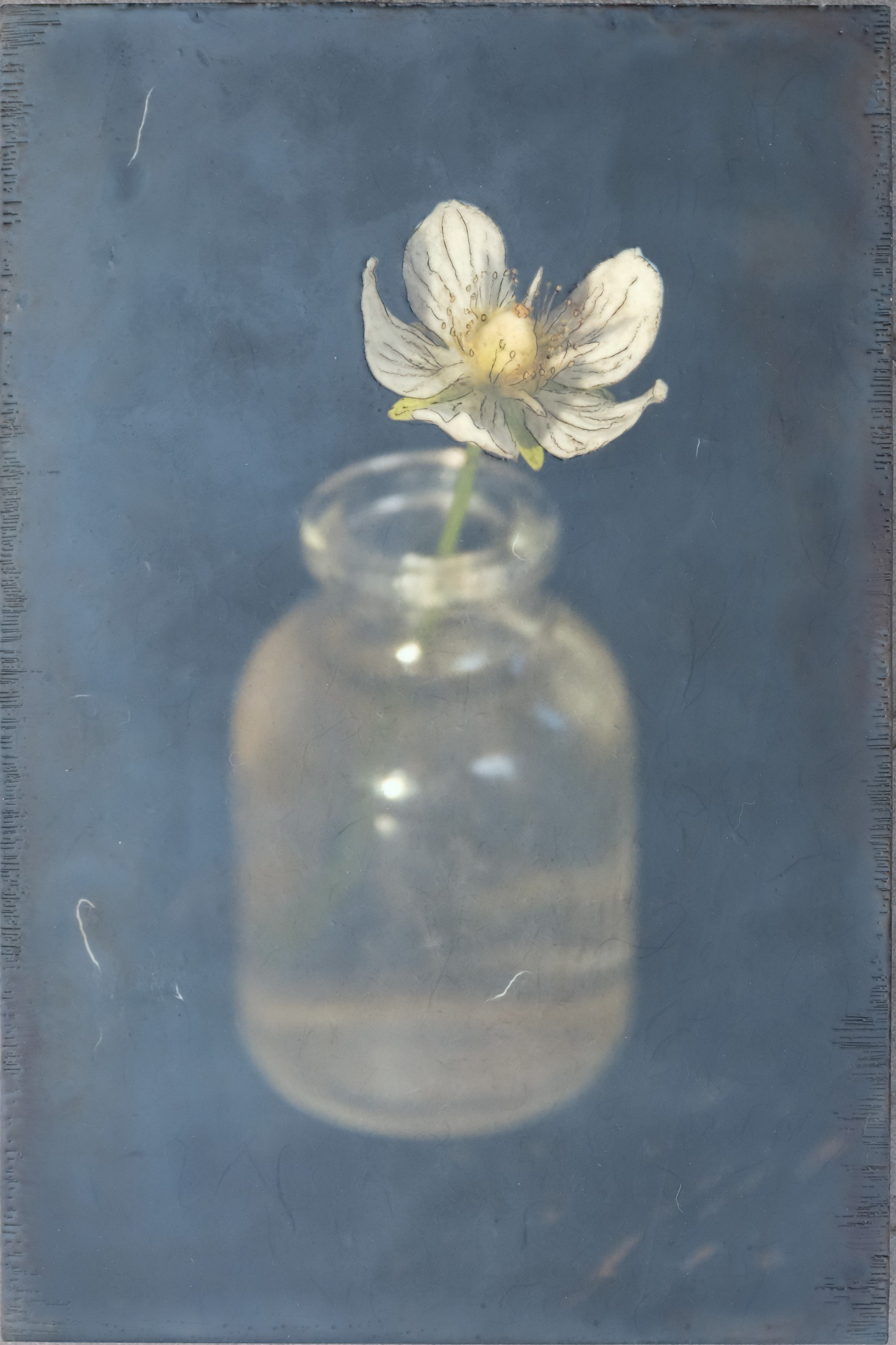 Anemone