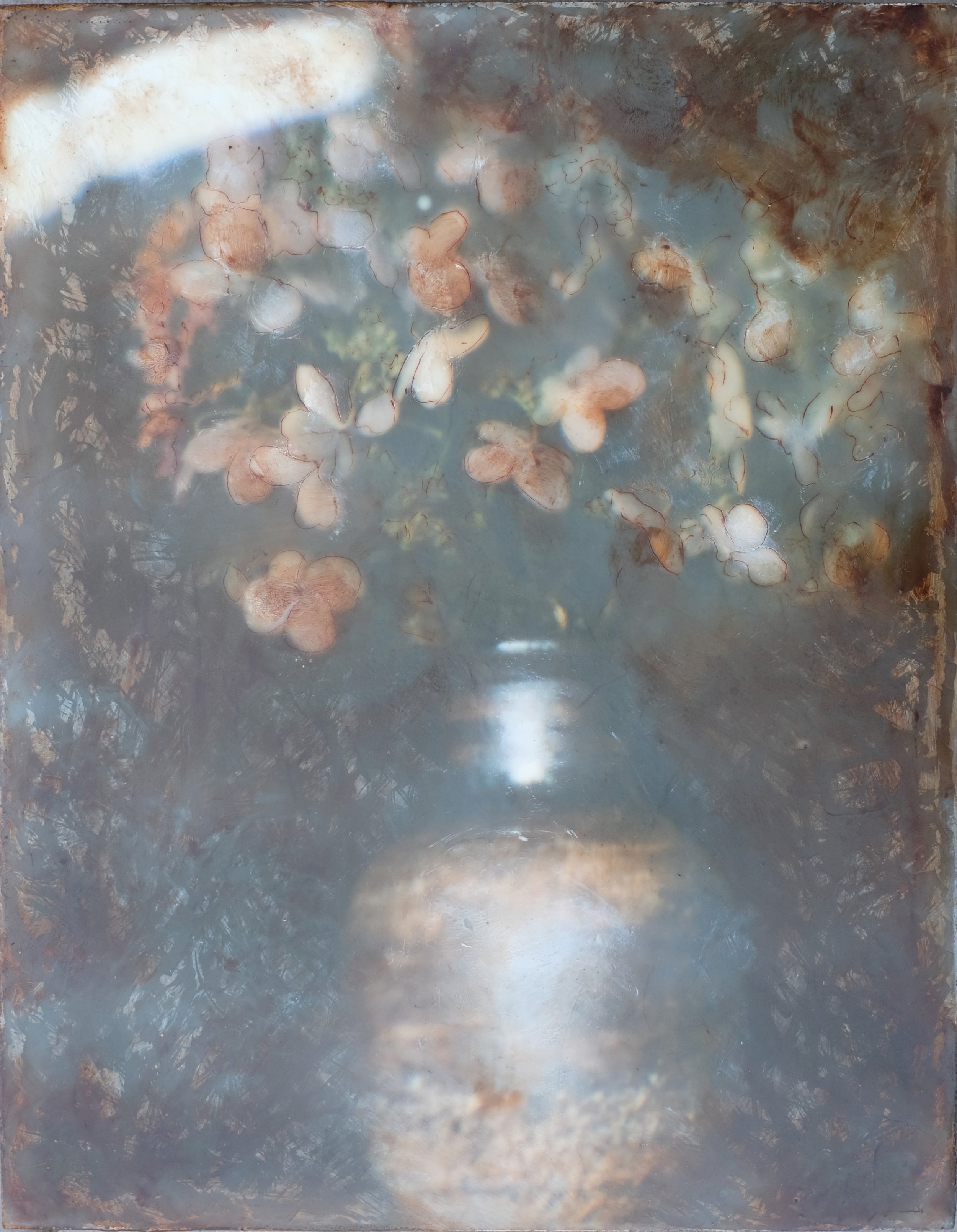 Autumn Hydrangeas
