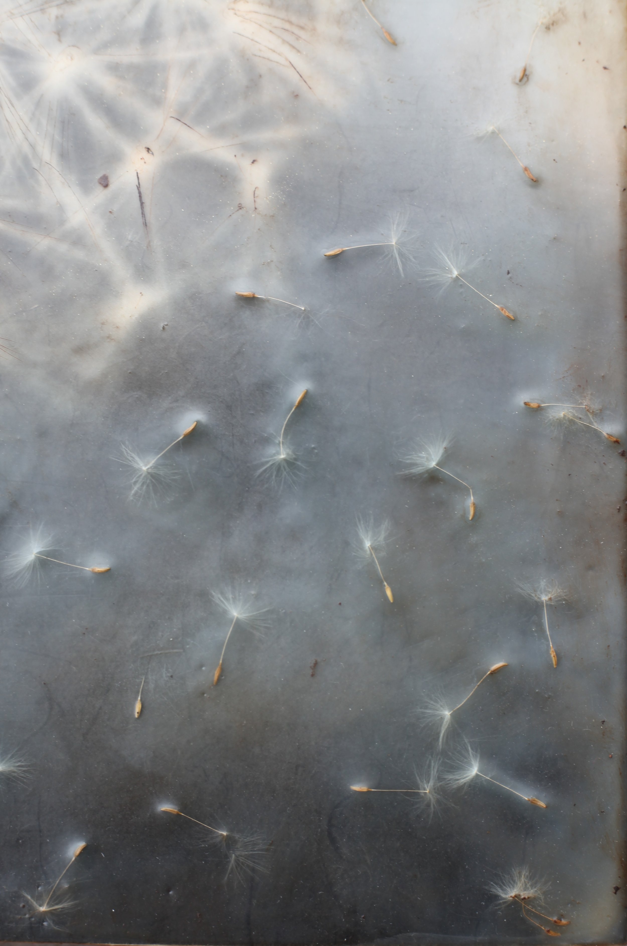 Pappus Parachutes 11x14 3 (1000).jpg