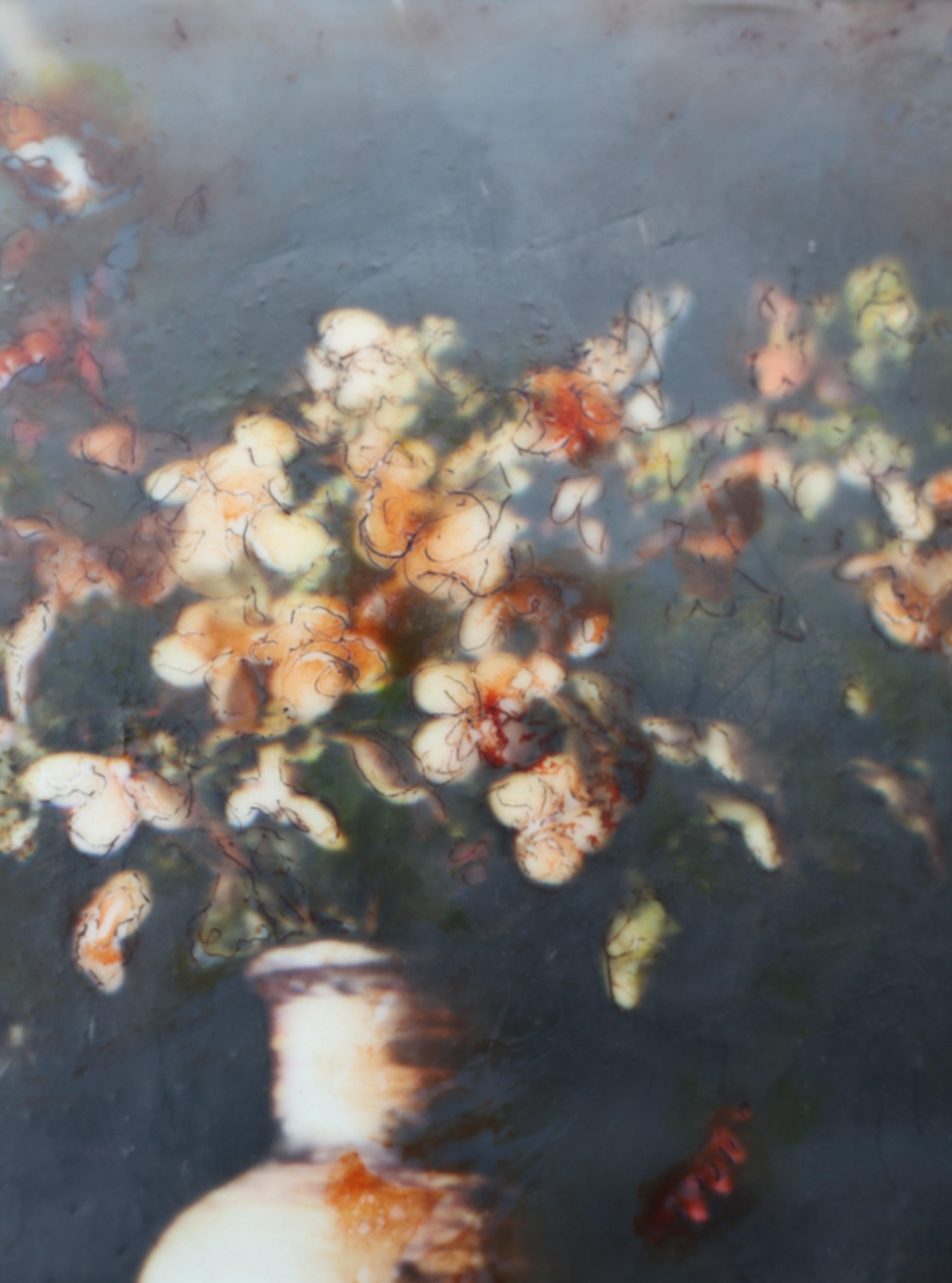 Kate's Boquet 10x10 3 (600).JPG