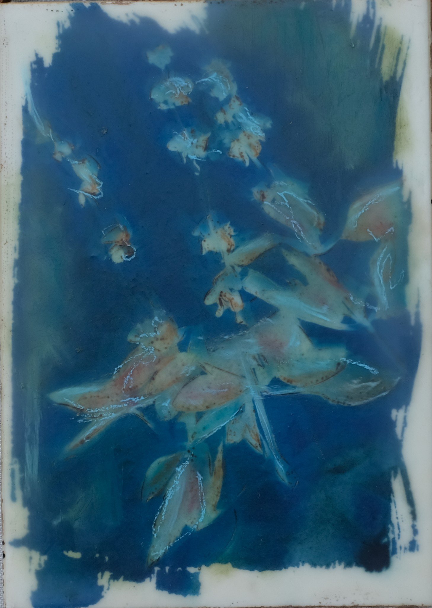 Basil with Flowers