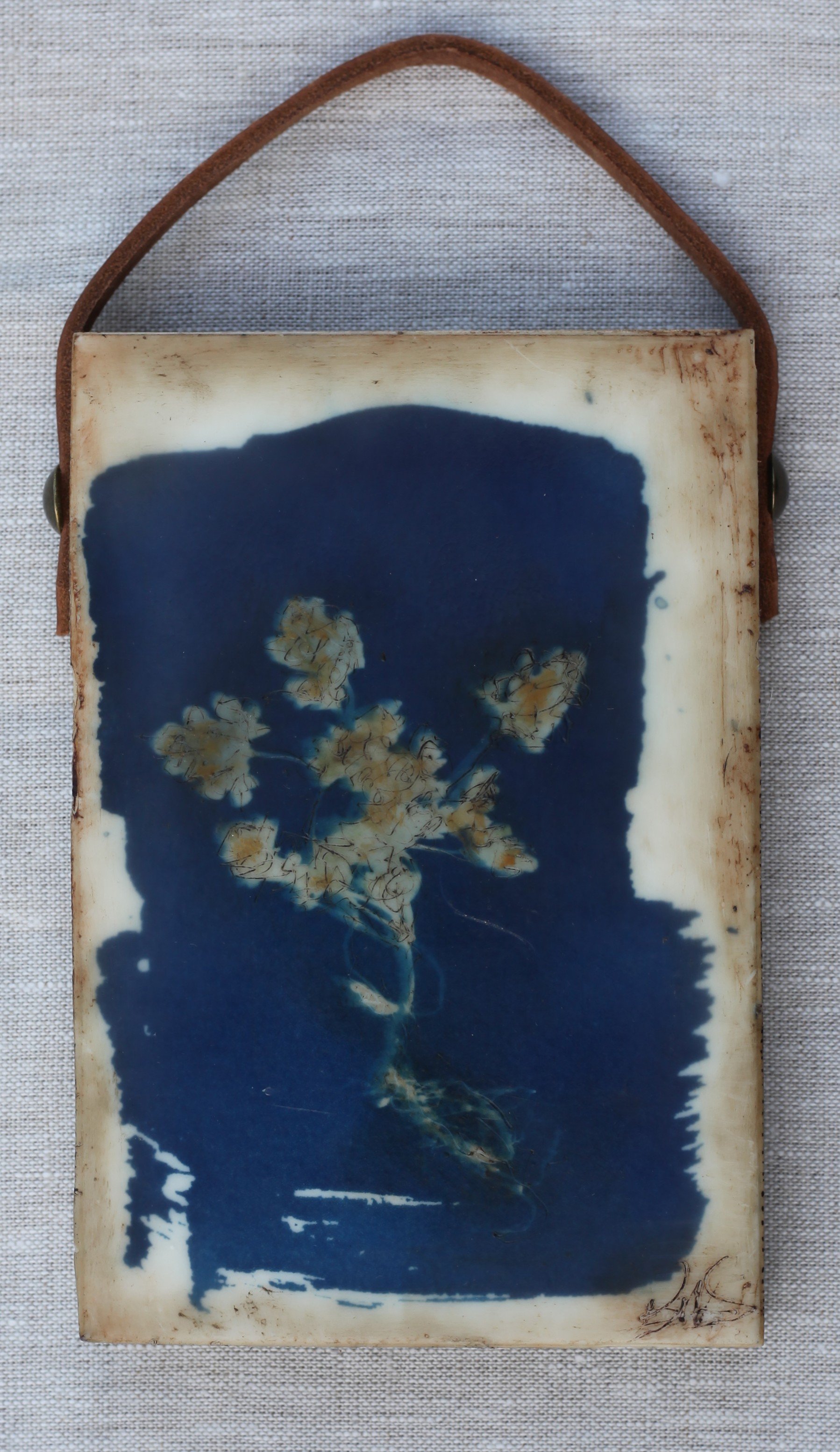 Clover with Root