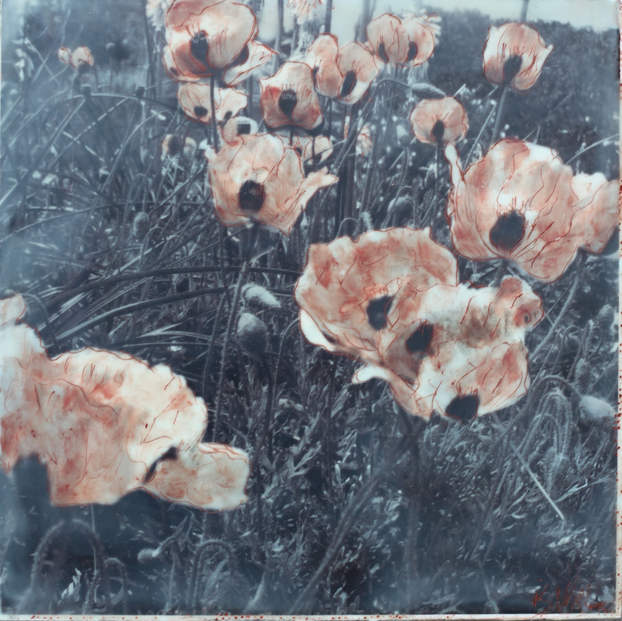 Poppies #1