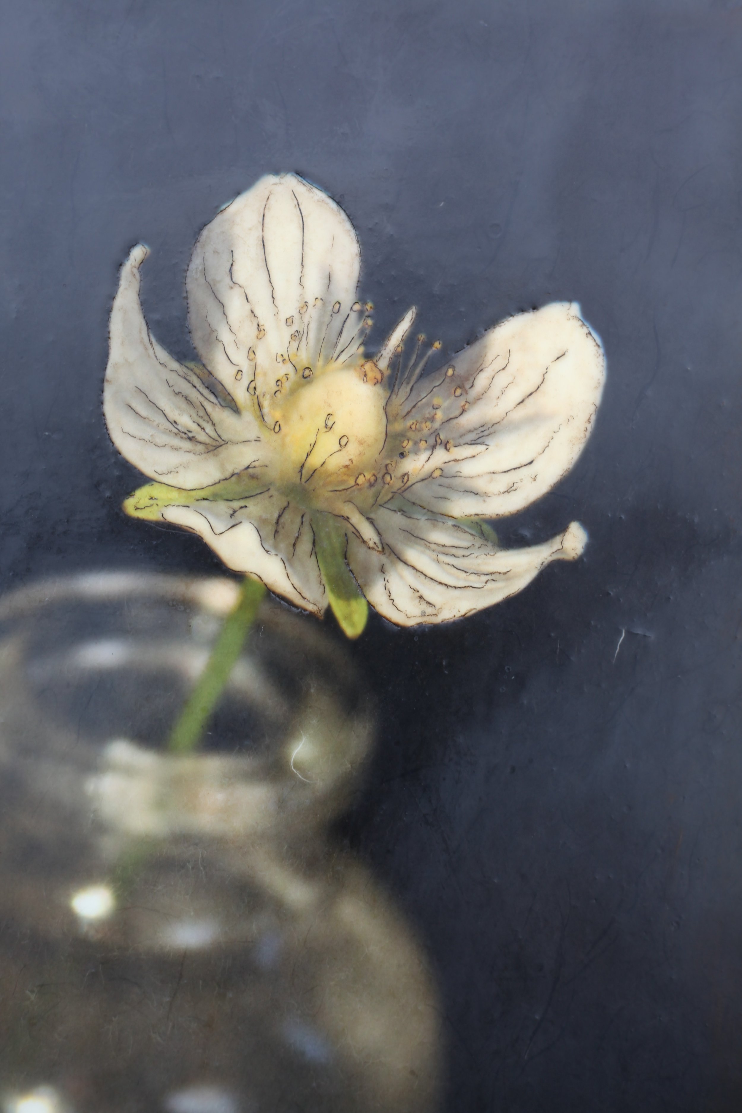Anemone 12x18 2 (750).jpg