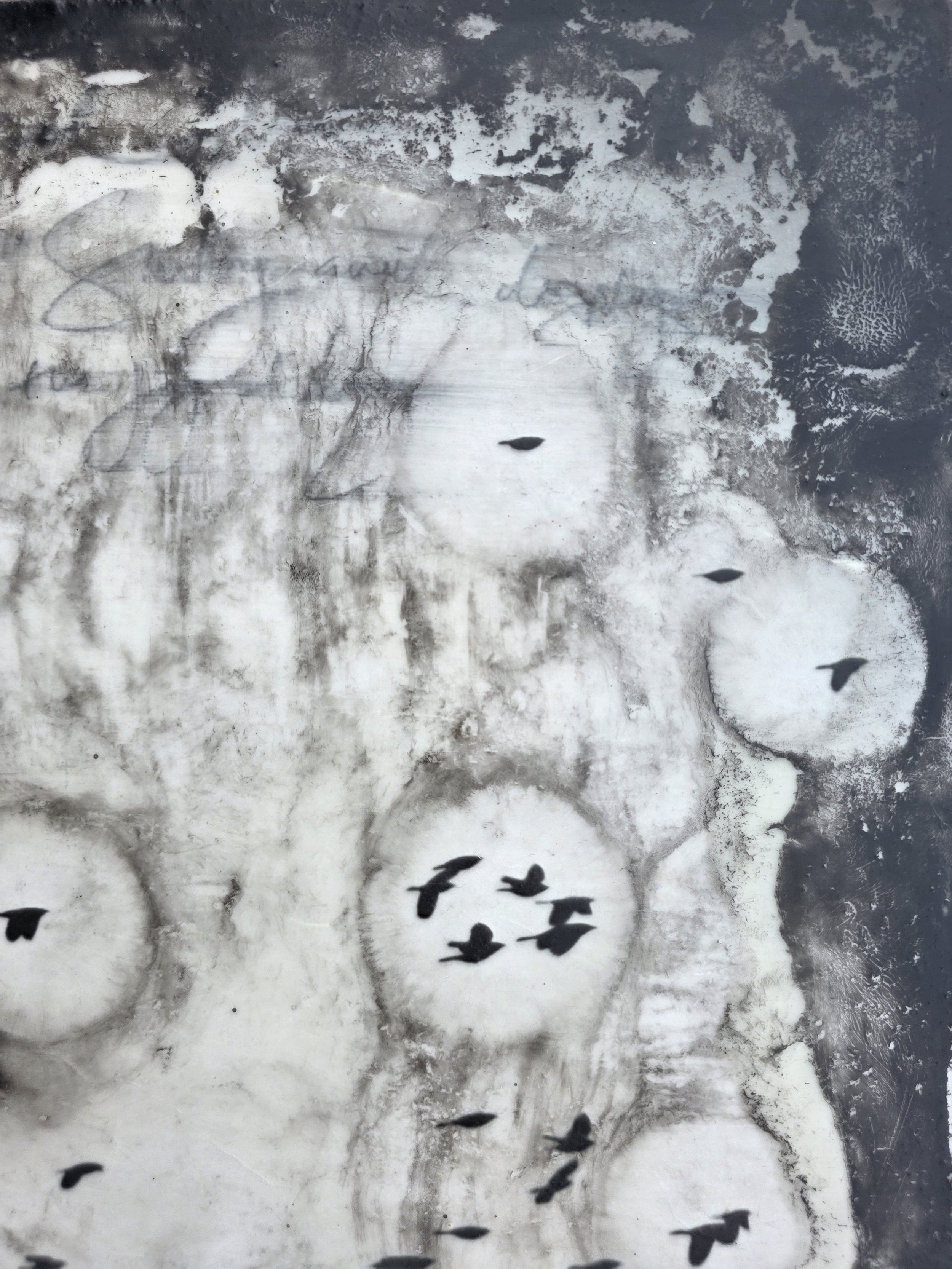 Murmerations 24x18 2 (1200).jpg