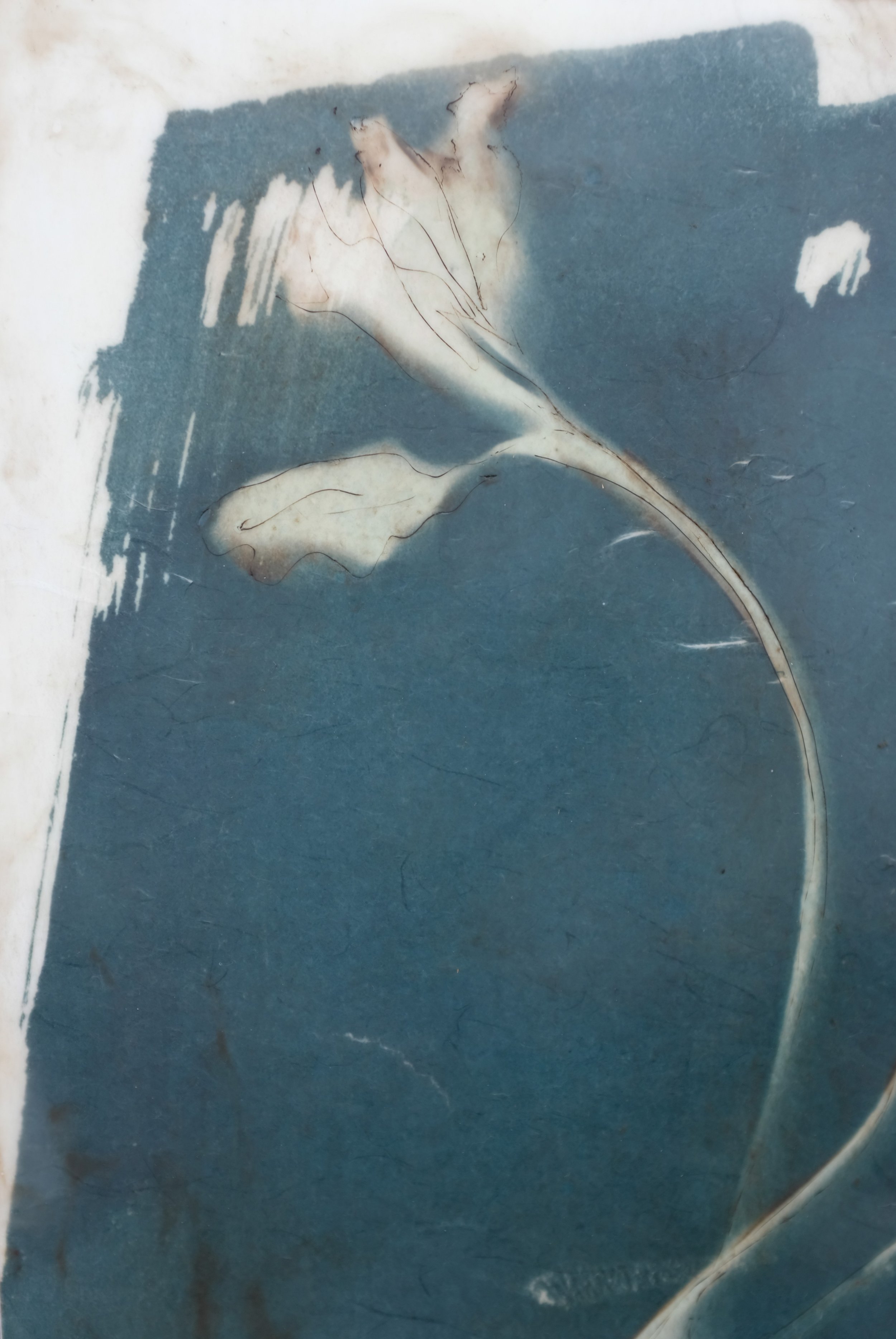Sunflower in Seed Birth 14x18 2 (800).jpg
