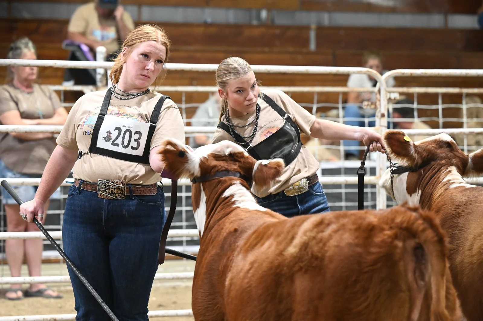 Two seniors compete in senior showmanship with their game faces on at the Miniature Hereford Junior Nationals