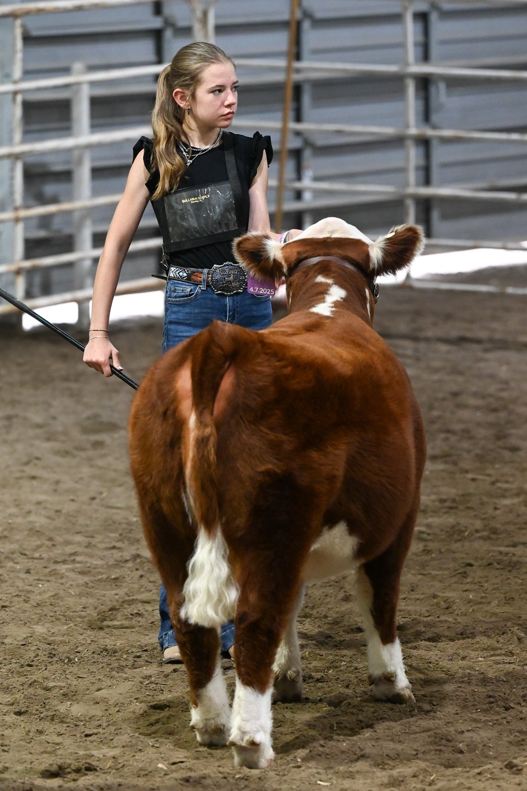 A young woman with long blonde hair, wearing a black shirt, jeans, and a belt with a large belt buckle, showing her Miniature Hereford heifer at the Miniature Hereford Junior Nationals