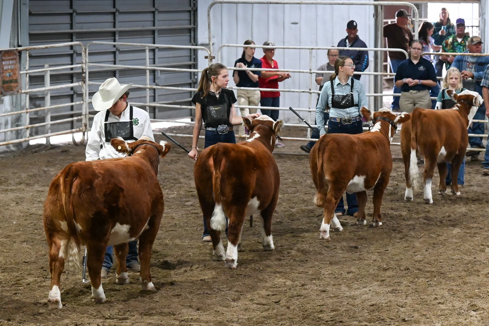 Kids showing Miniature Herefords in a livestock show arena at the Miniature Hereford Junior Nationals in North Platte, Nebraska, with spectators watching in the background.