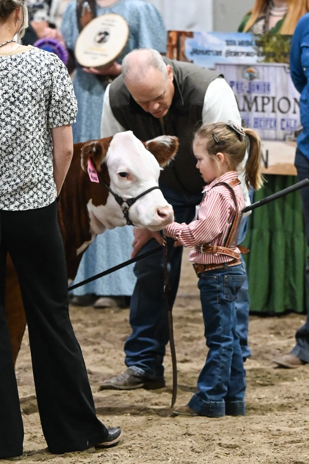 Judge Dale Hummel talks with a Pre-Junior exhibitor as she is showing her Miniature Hereford heifer at the Miniature Hereford Junior Nationals
