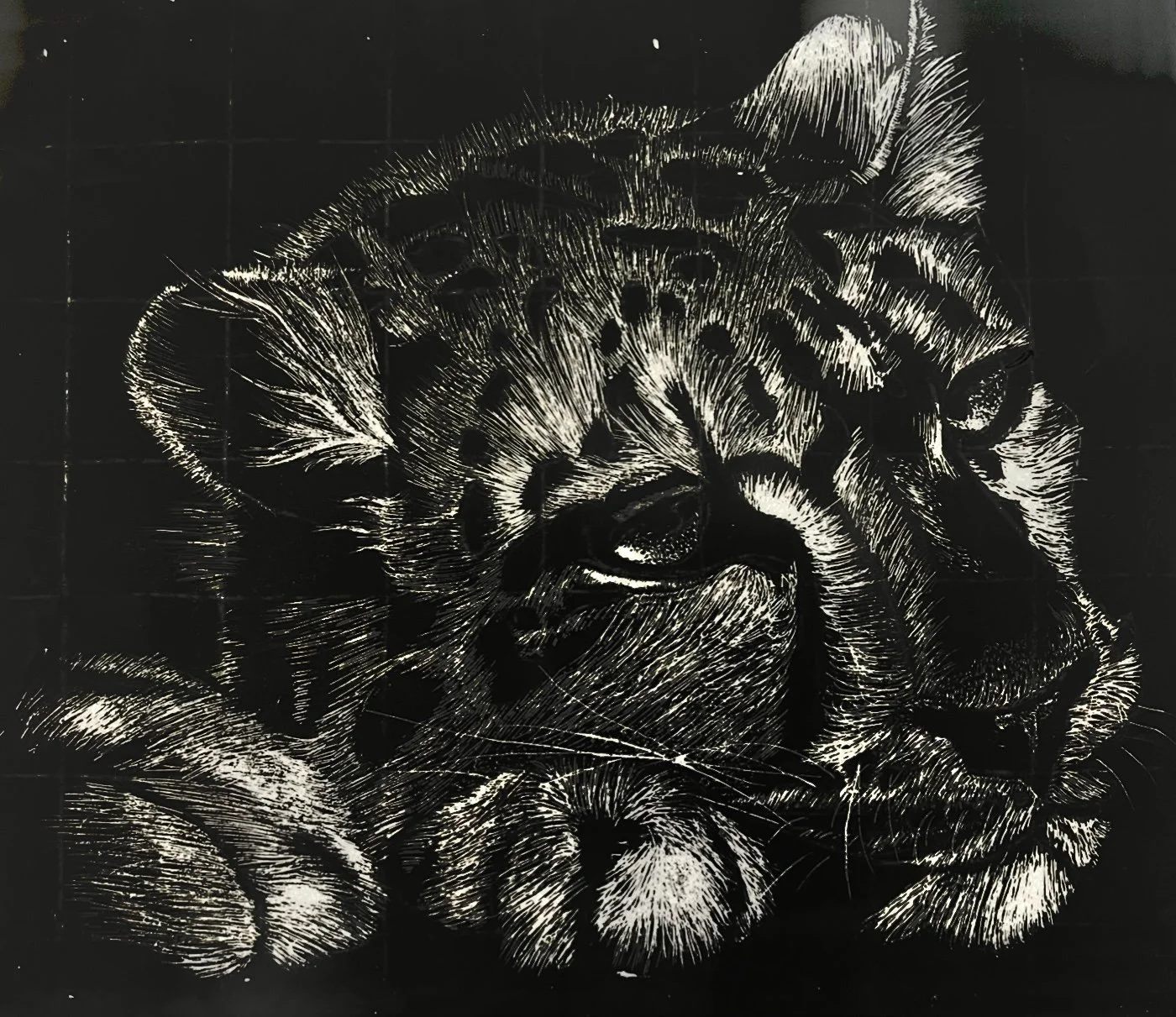 A black and white etched illustration of a sleeping dog, showing detailed fur, closed eyes, and relaxed posture.