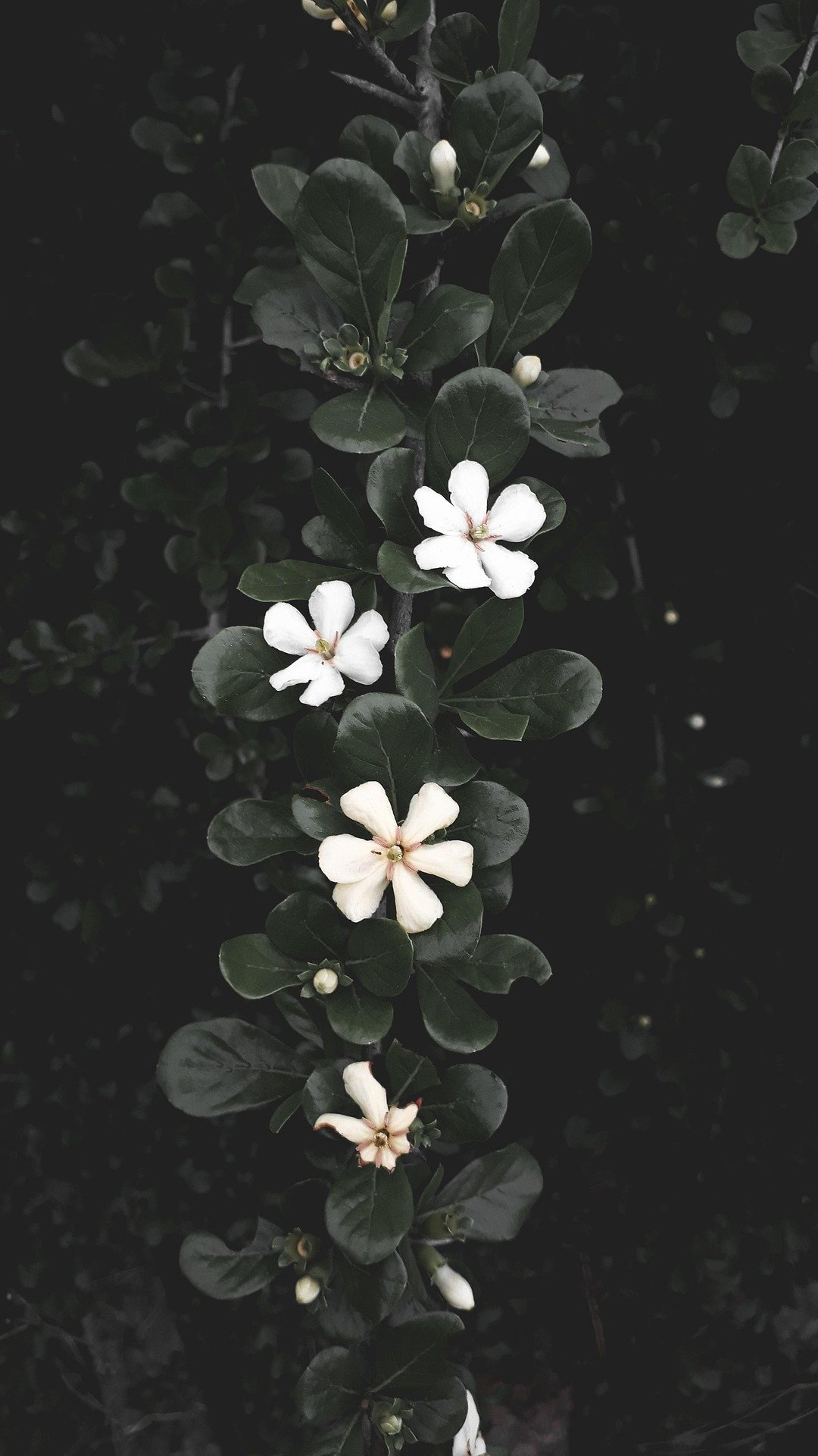 White mayflowers and dark green leaves.