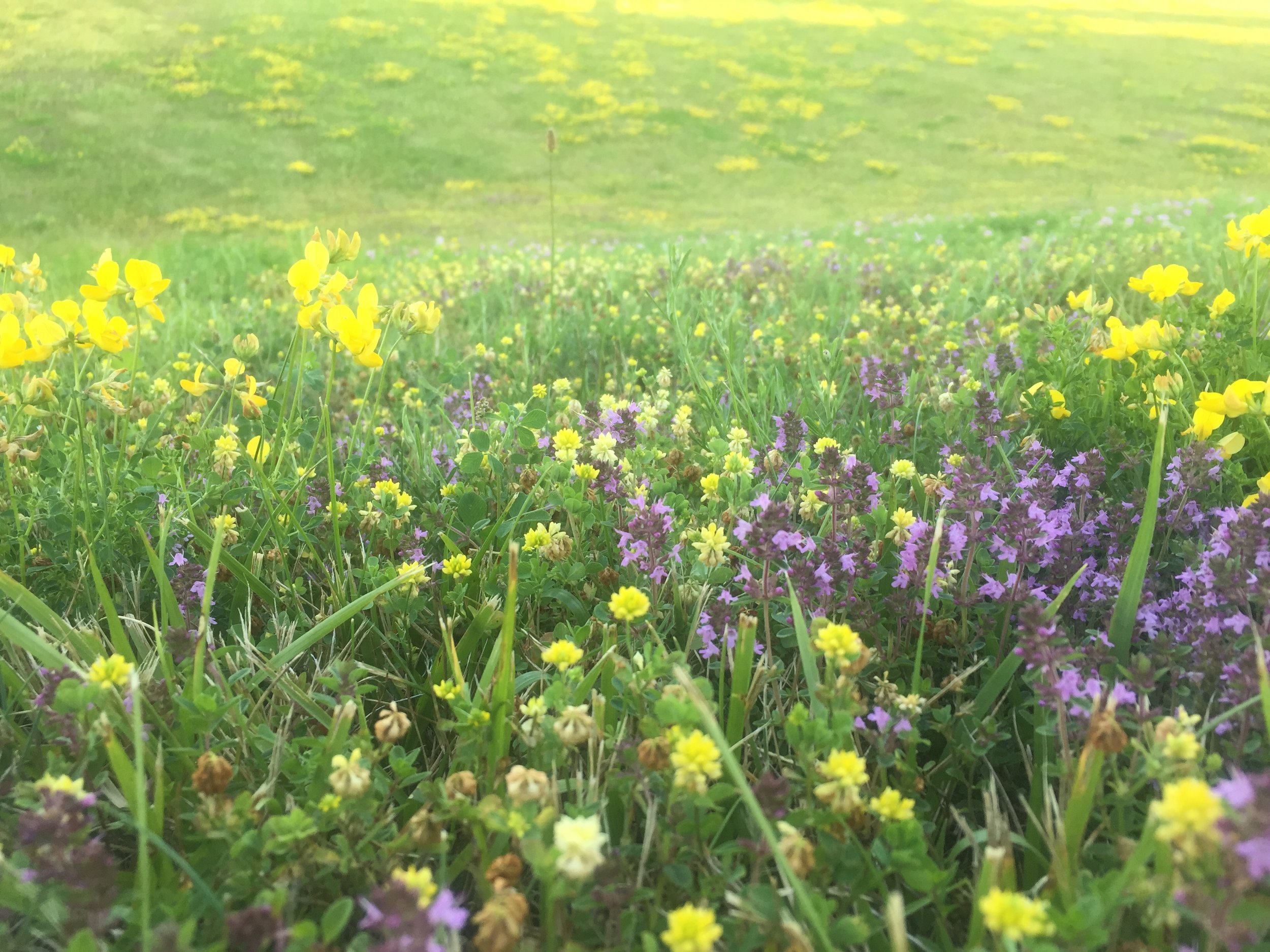 A strip of blurred purple and yellow flowers running across the page