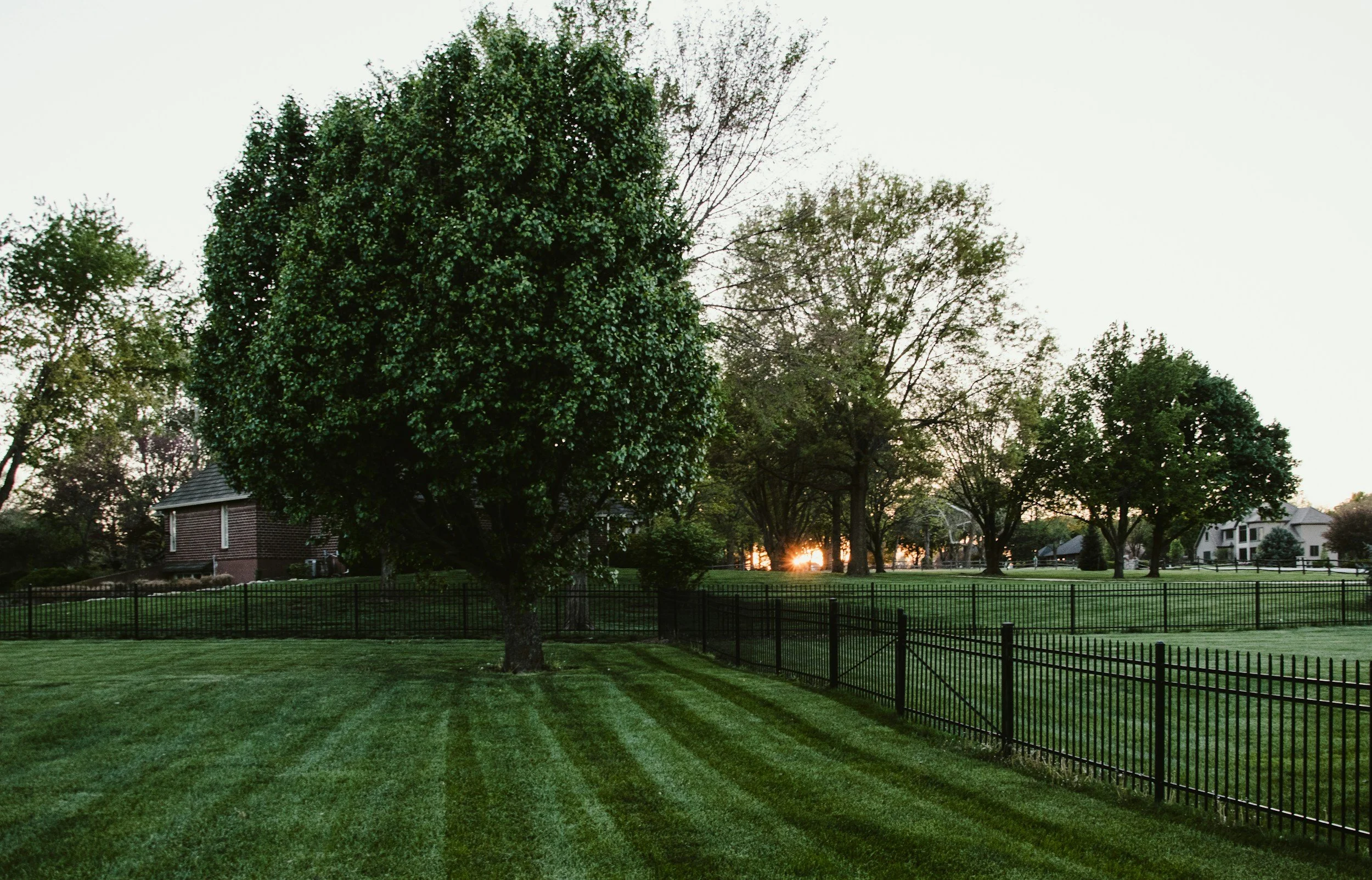 A residential backyard with well-manicured grass, a large leafy tree, a black fence, houses in the background, and the sun setting behind the trees.