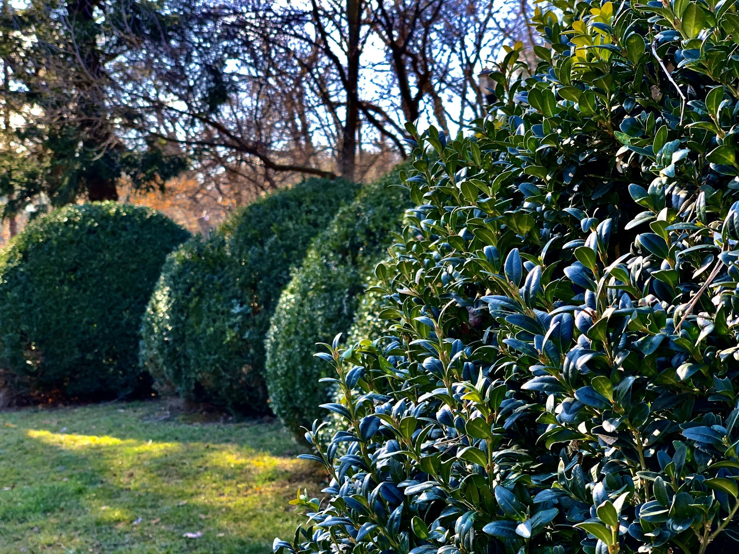 Close-up of green and black weather-resistant shrubbery in a garden with a softly blurred background of trees and grass.