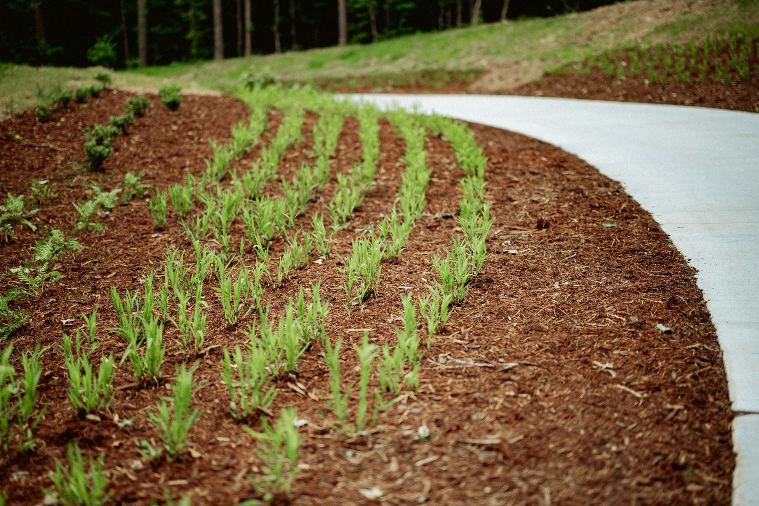 Young plants growing in a row in garden soil next to a curved concrete pathway with trees in the background.