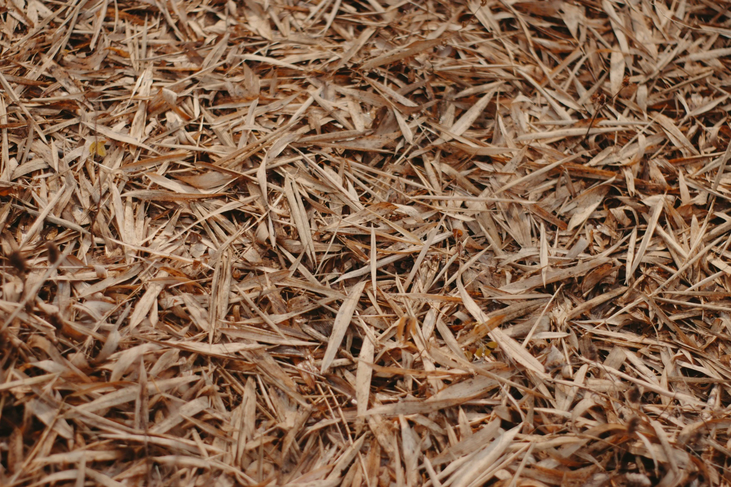 Close-up image of natural wood mulch or shredded bark used for landscaping.