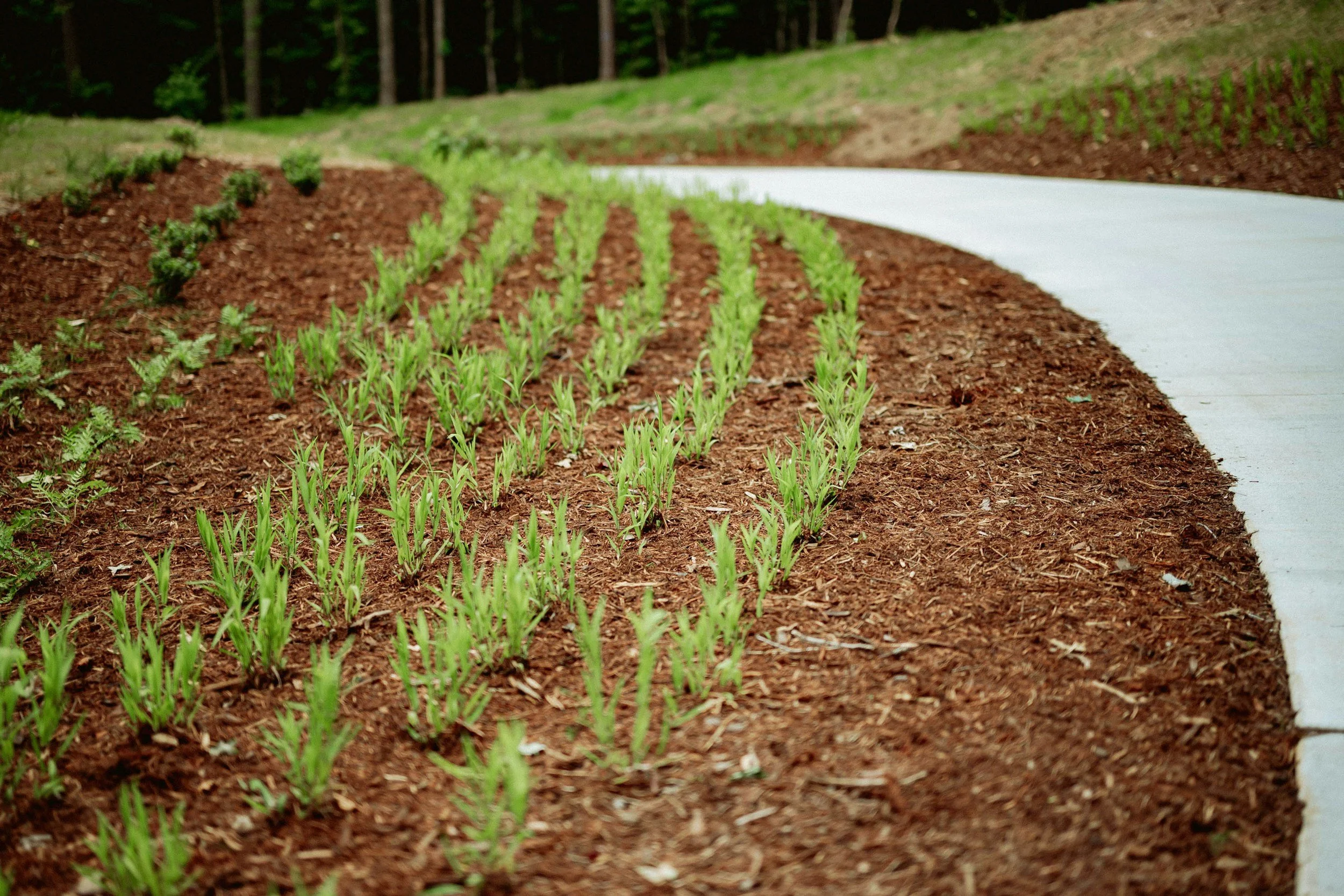 Young green plants growing in a garden bed with mulch, alongside a concrete pathway, with a background of trees and greenery.