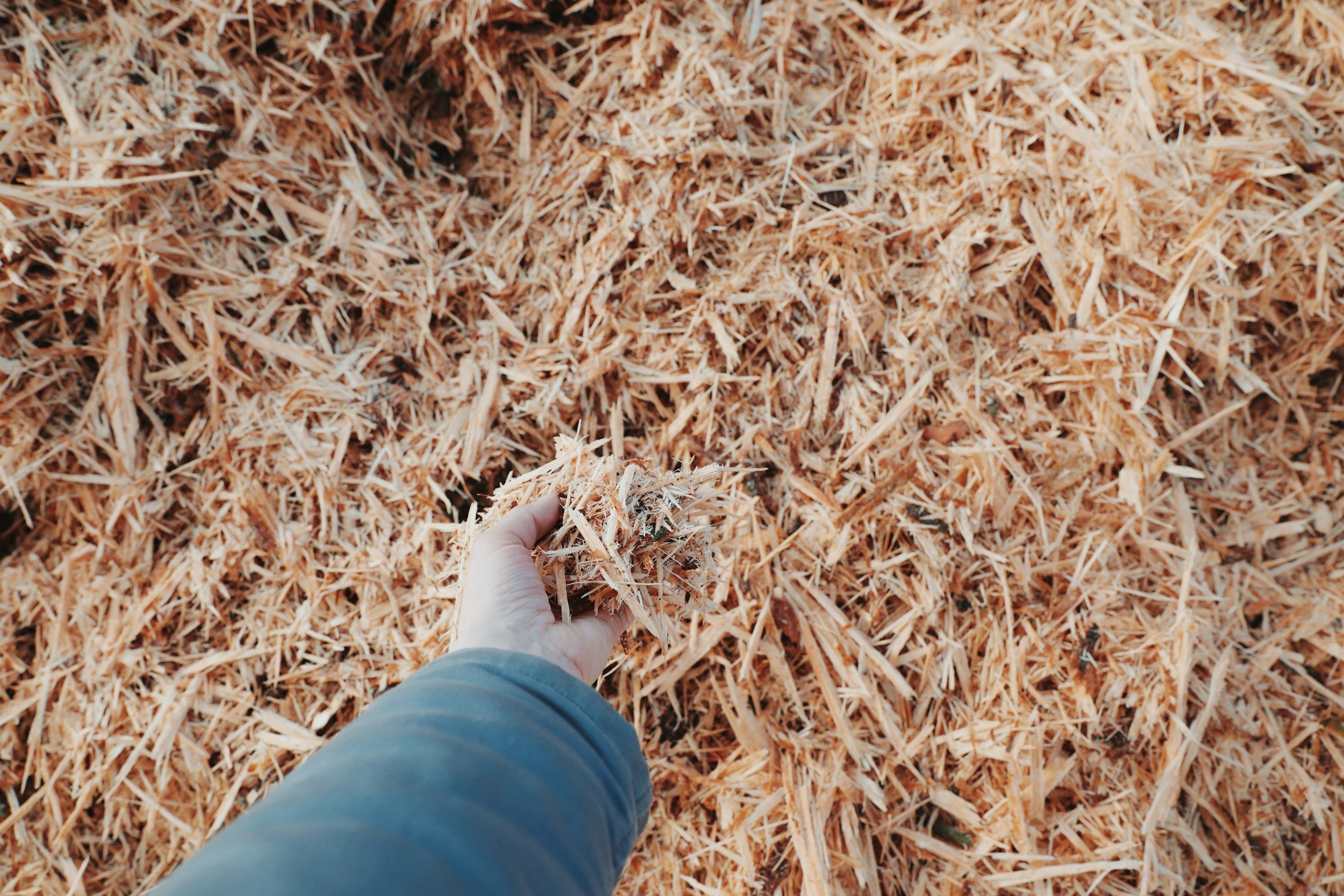 Person's hand holding a handful of shredded wood or straw over a large pile of shredded wood or straw.