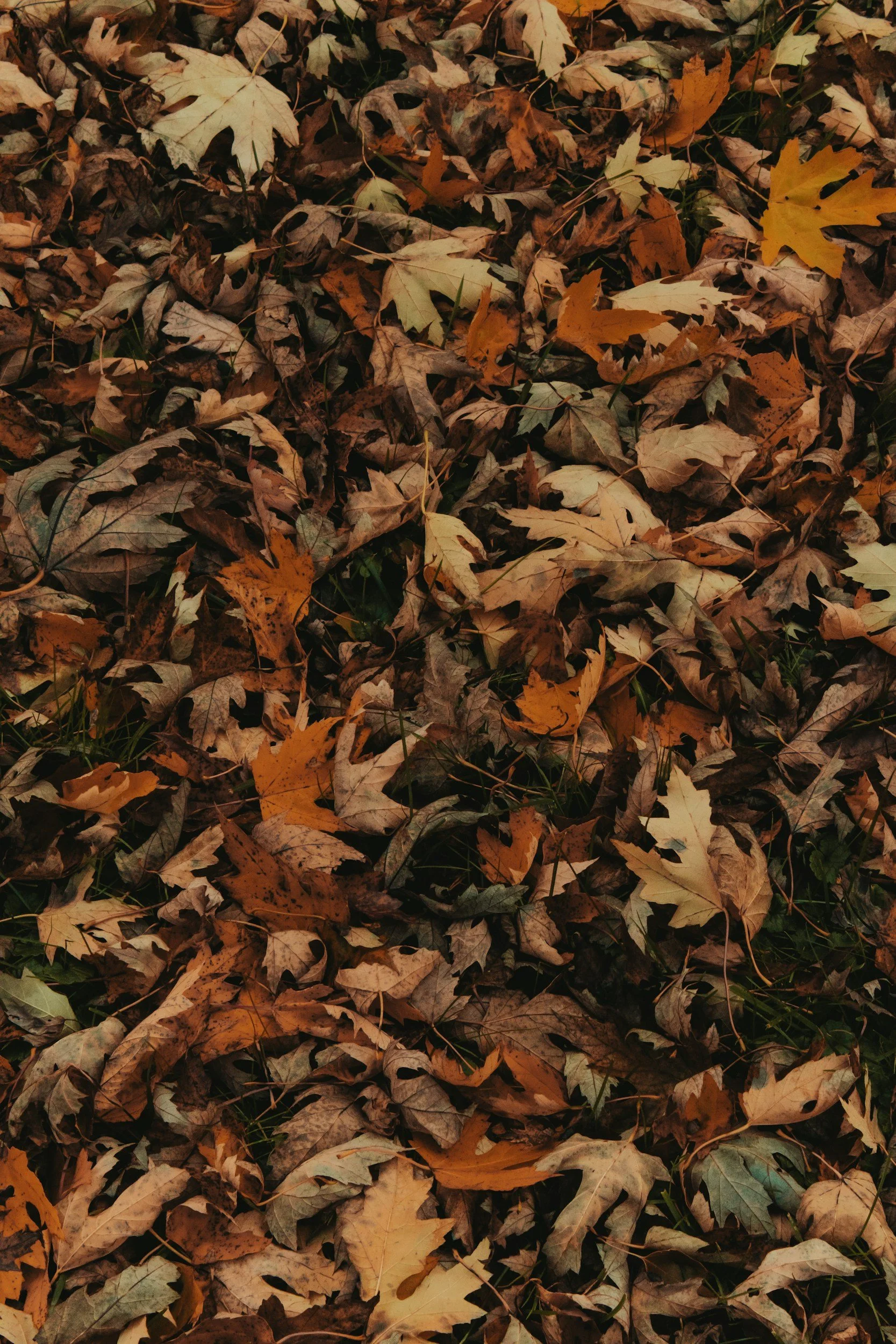 A ground covered with dry autumn leaves in shades of brown, yellow, and orange with some green grass visible underneath.