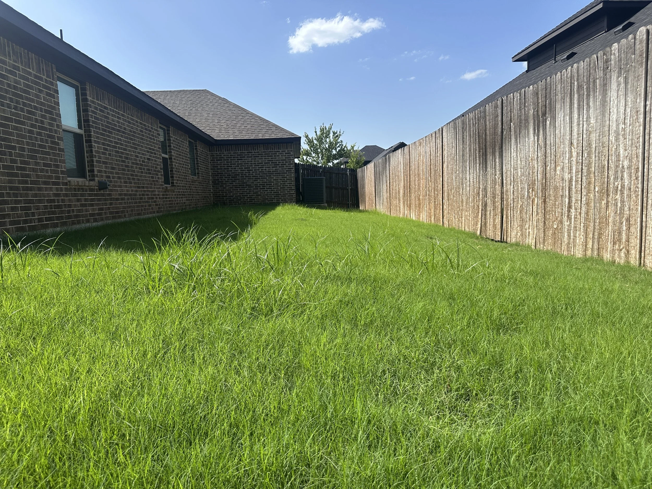 A backyard with a green grassy lawn, a brick house on the left, and a tall wooden fence on the right, under a clear blue sky with a few small clouds.