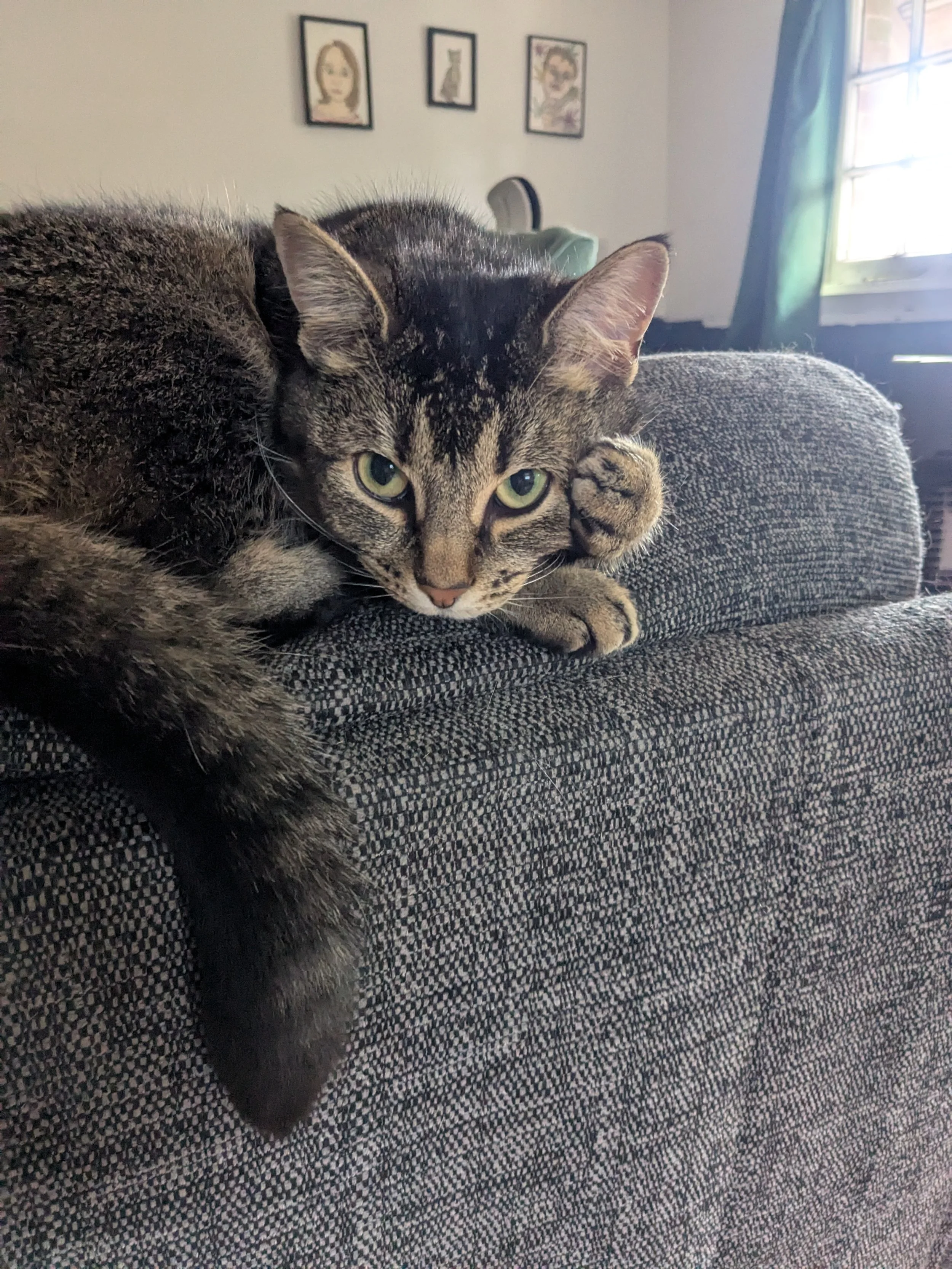 Close-up of a tabby cat lying on a textured gray couch, with a blurred background of framed pictures on a wall and a window with green curtains.
