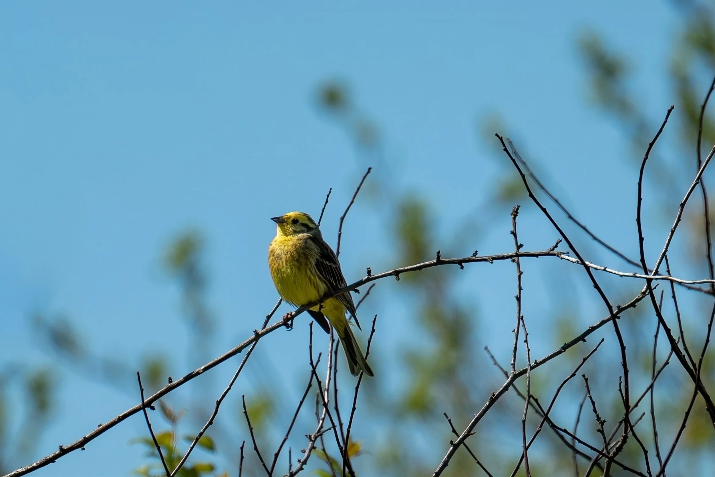 A yellow and black bird perched on a thin, leafless branch against a blue sky with some blurred green foliage in the background.